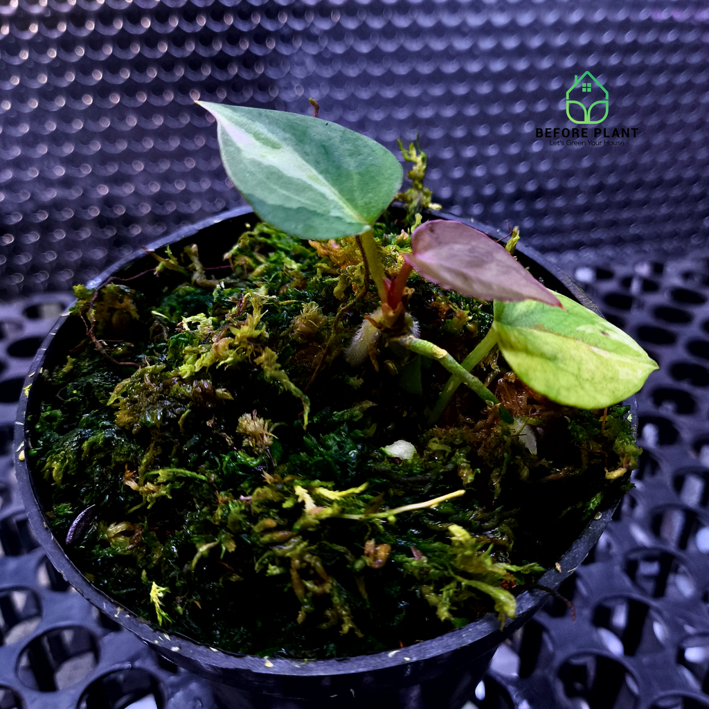 Anthurium King of Spades (HU)