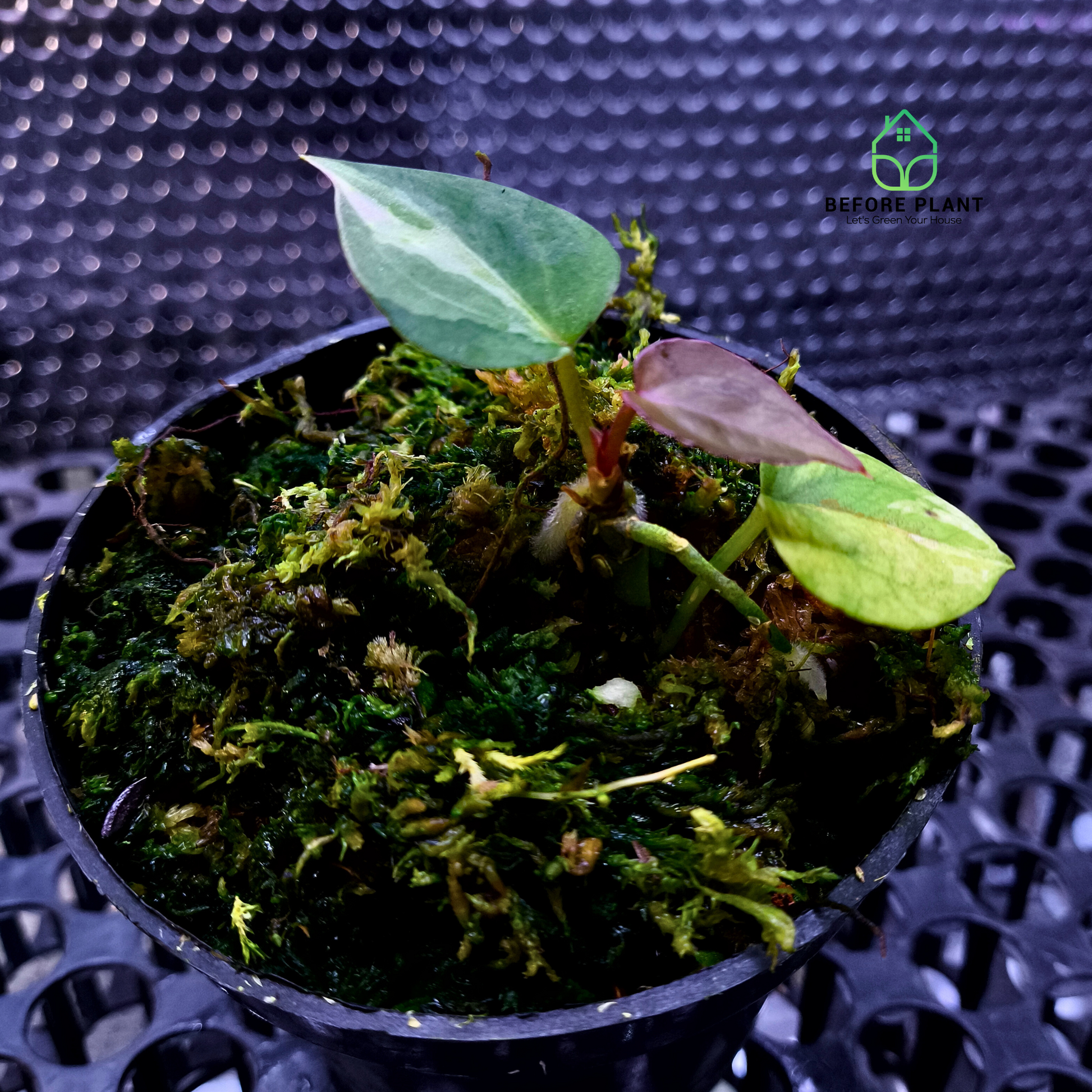 Anthurium King of Spades (HU)