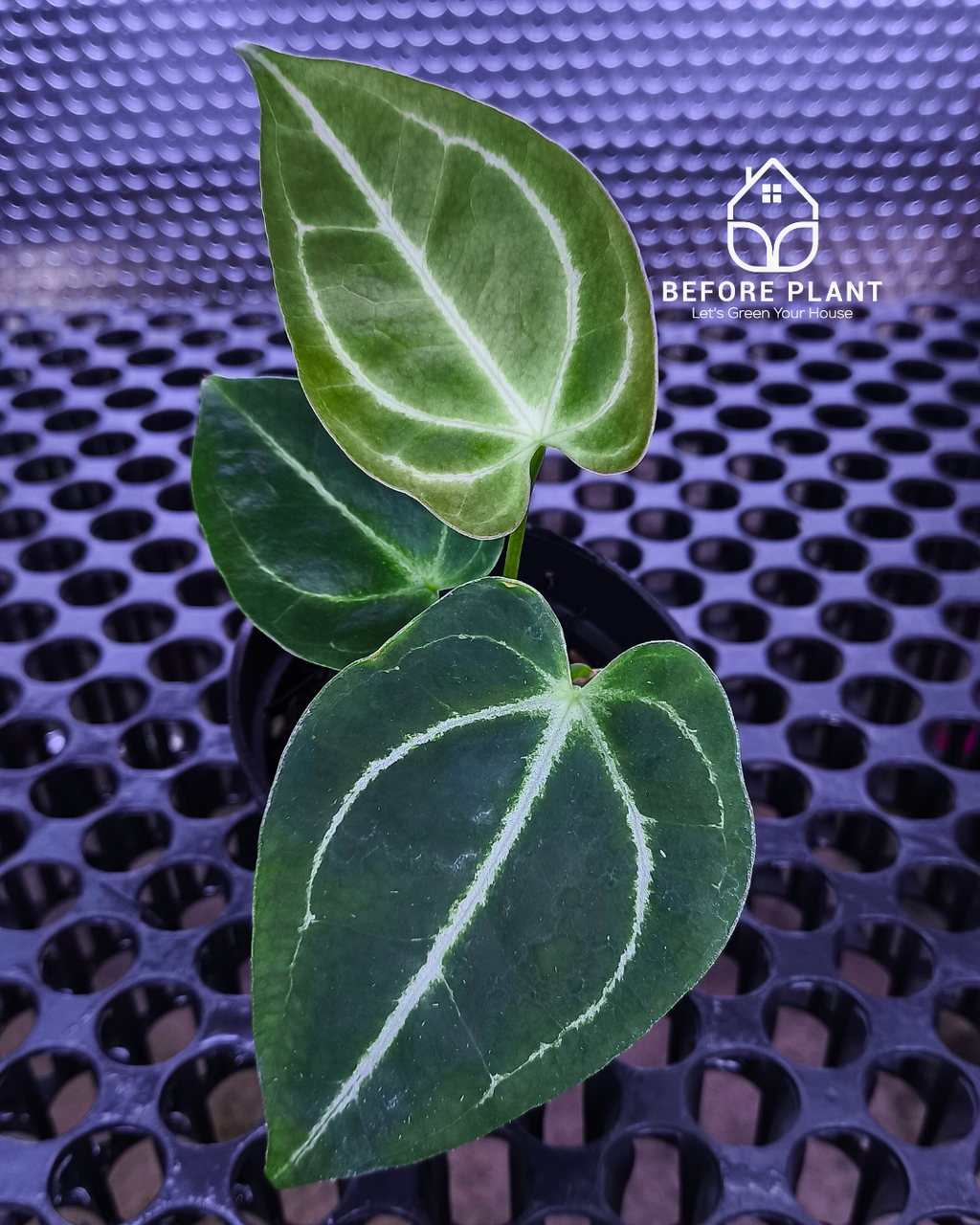 Anthurium Porti NSE x Dressleri NSE