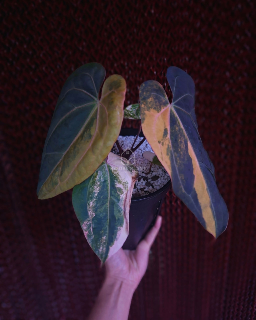 Anthurium Black Venom x Twilight Armor