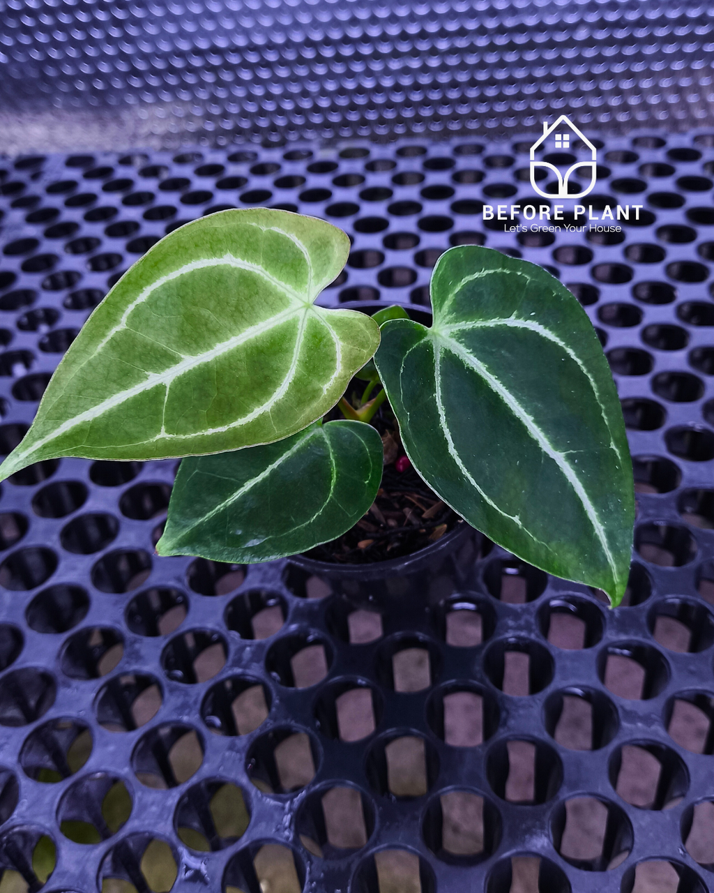 Anthurium Porti NSE x Dressleri NSE