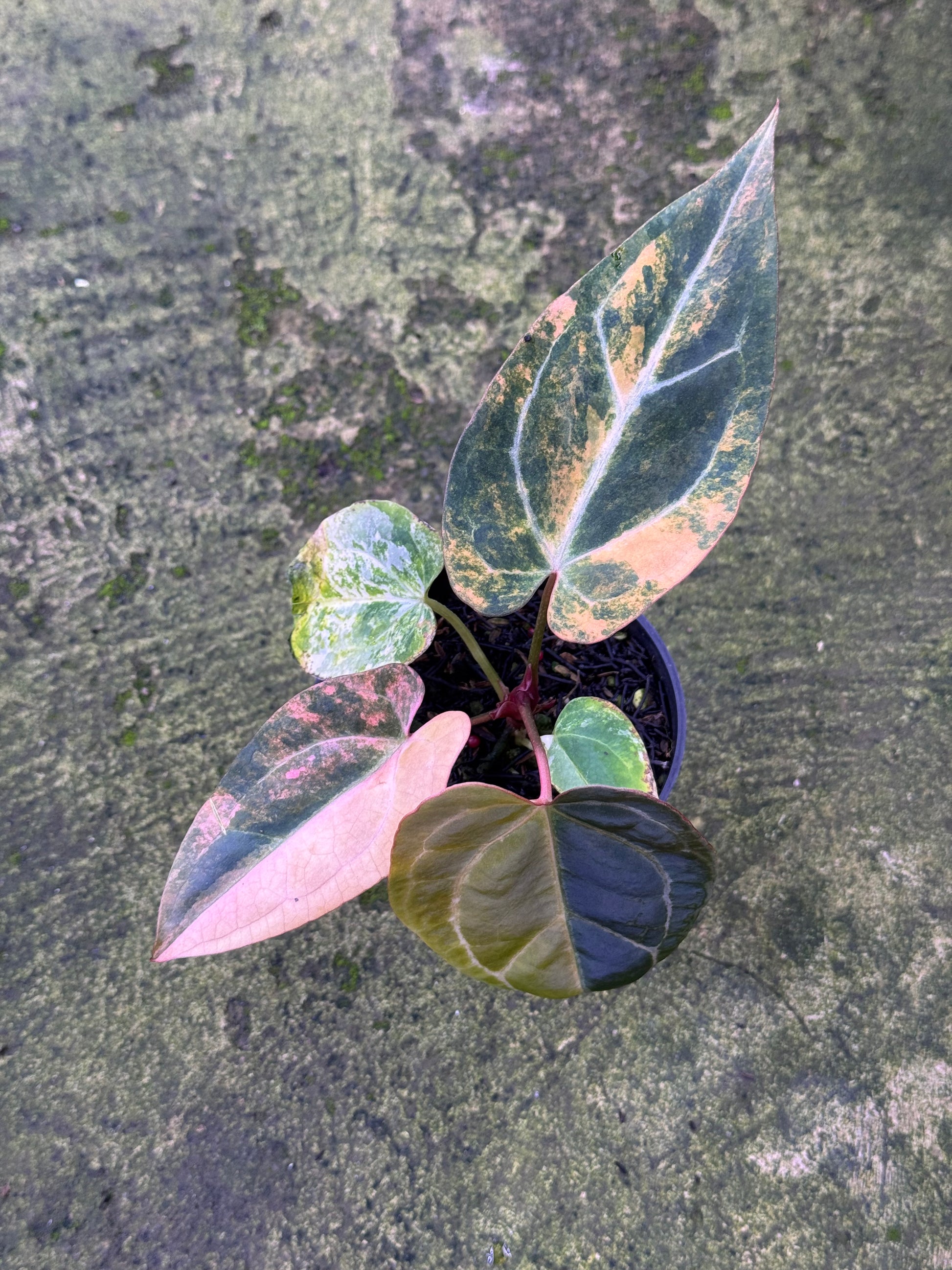 Anthurium Black Venom x Twilight Armor