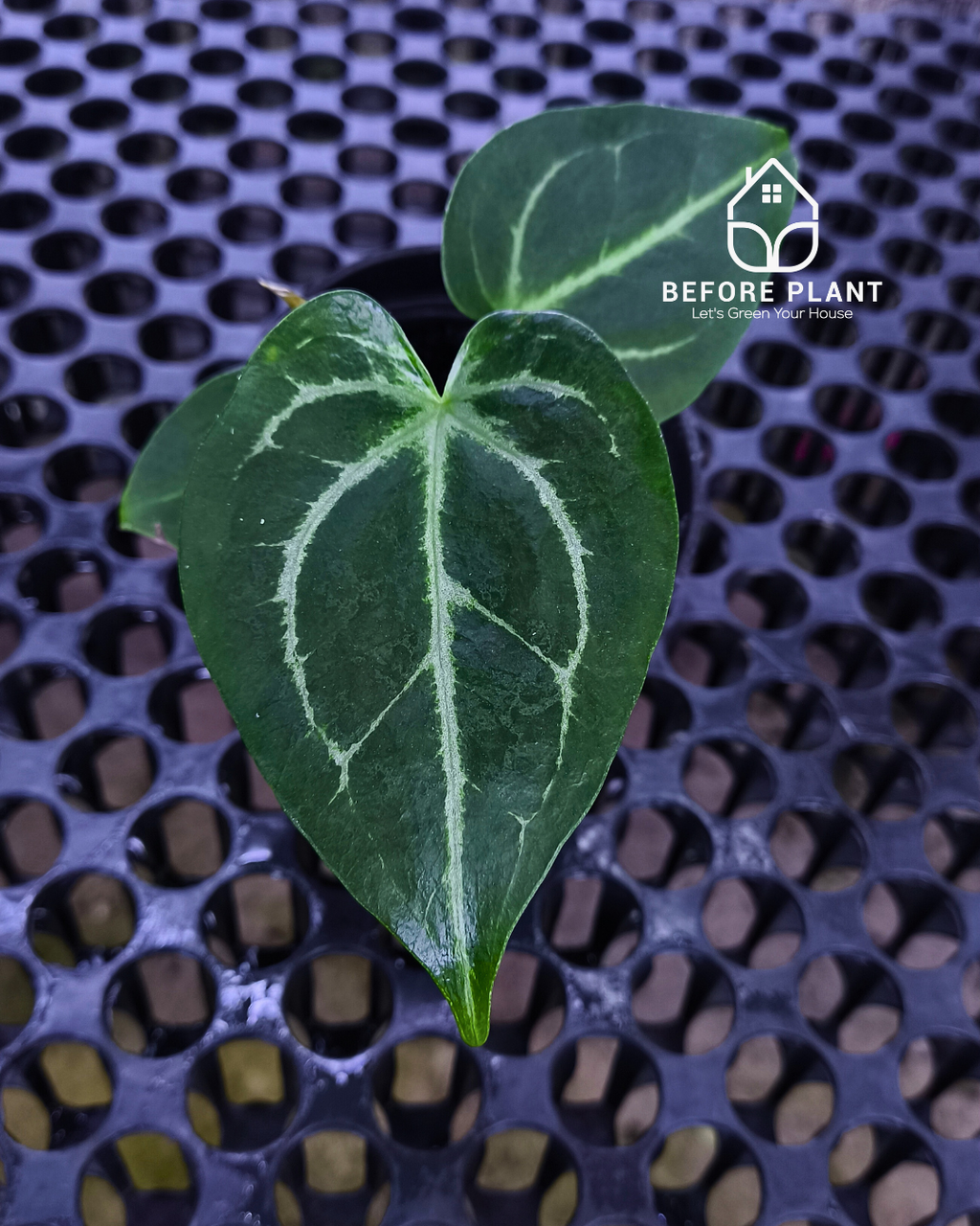 Anthurium Porti NSE x Dressleri NSE