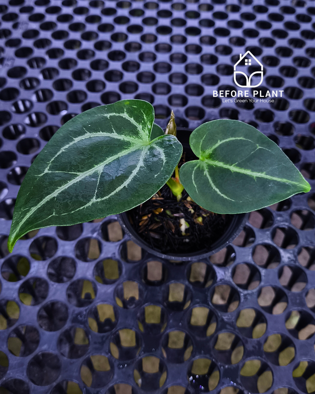 Anthurium Porti NSE x Dressleri NSE