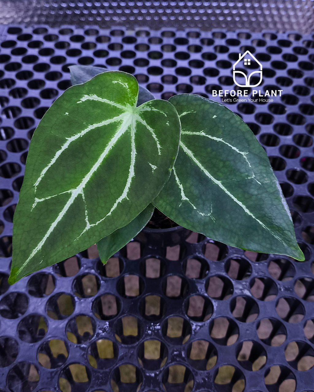 Anthurium Porti NSE x Dressleri NSE