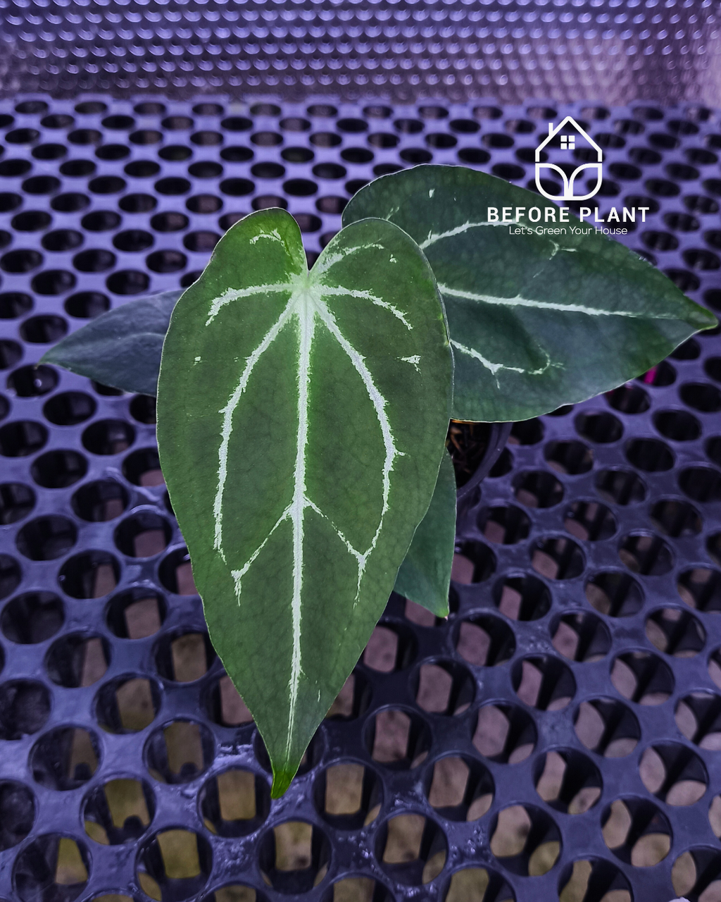 Anthurium Porti NSE x Dressleri NSE