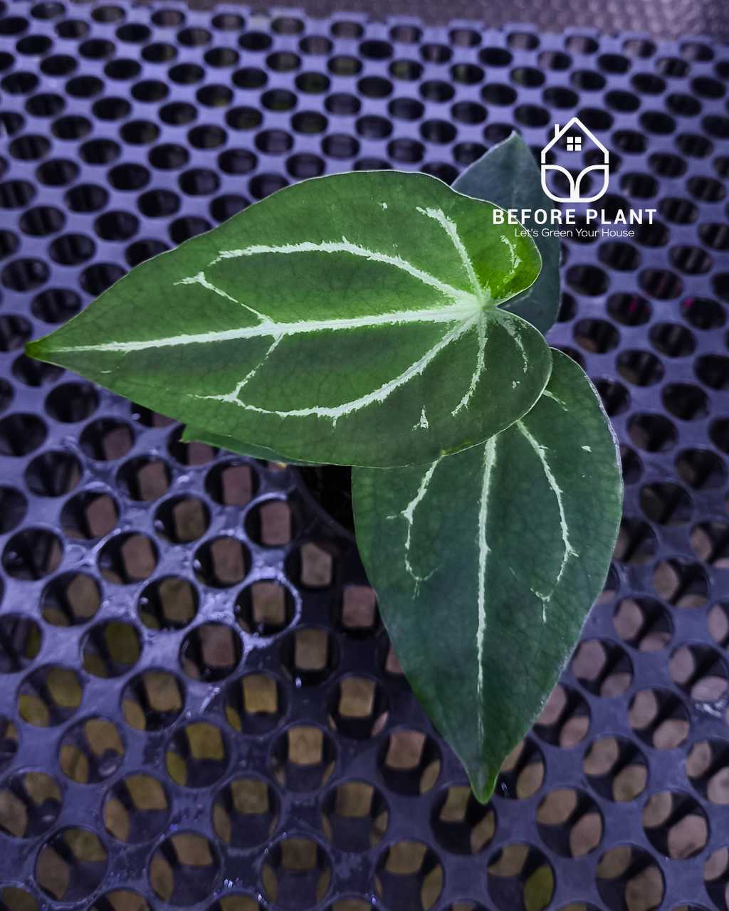 Anthurium Porti NSE x Dressleri NSE