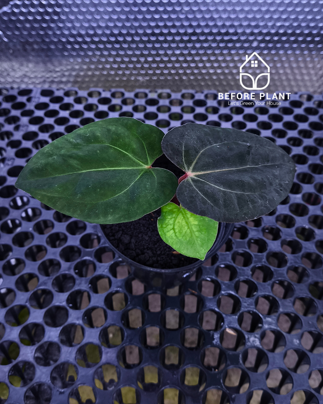 Anthurium Night Queen X Red Crystallinum