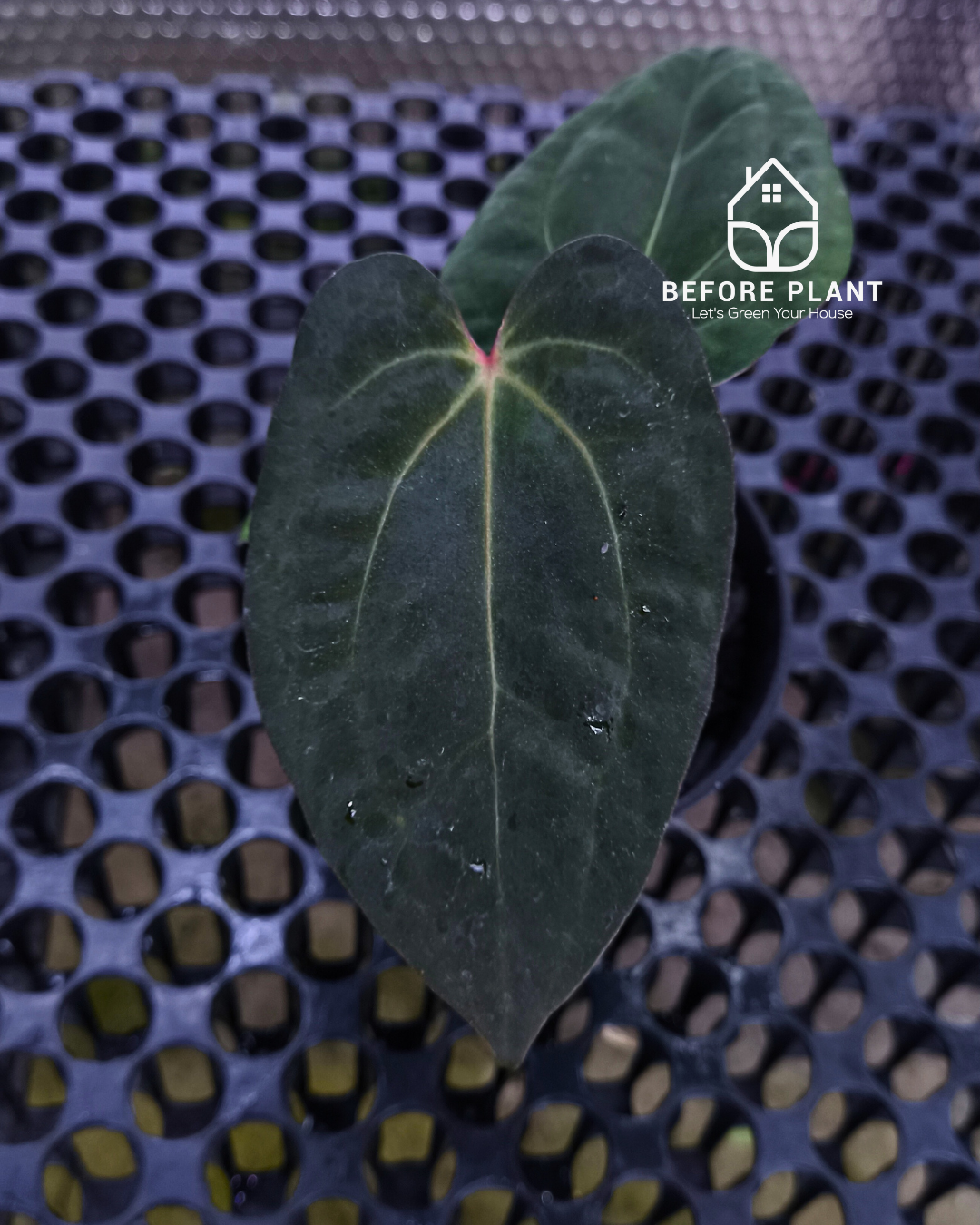 Anthurium Night Queen X Red Crystallinum