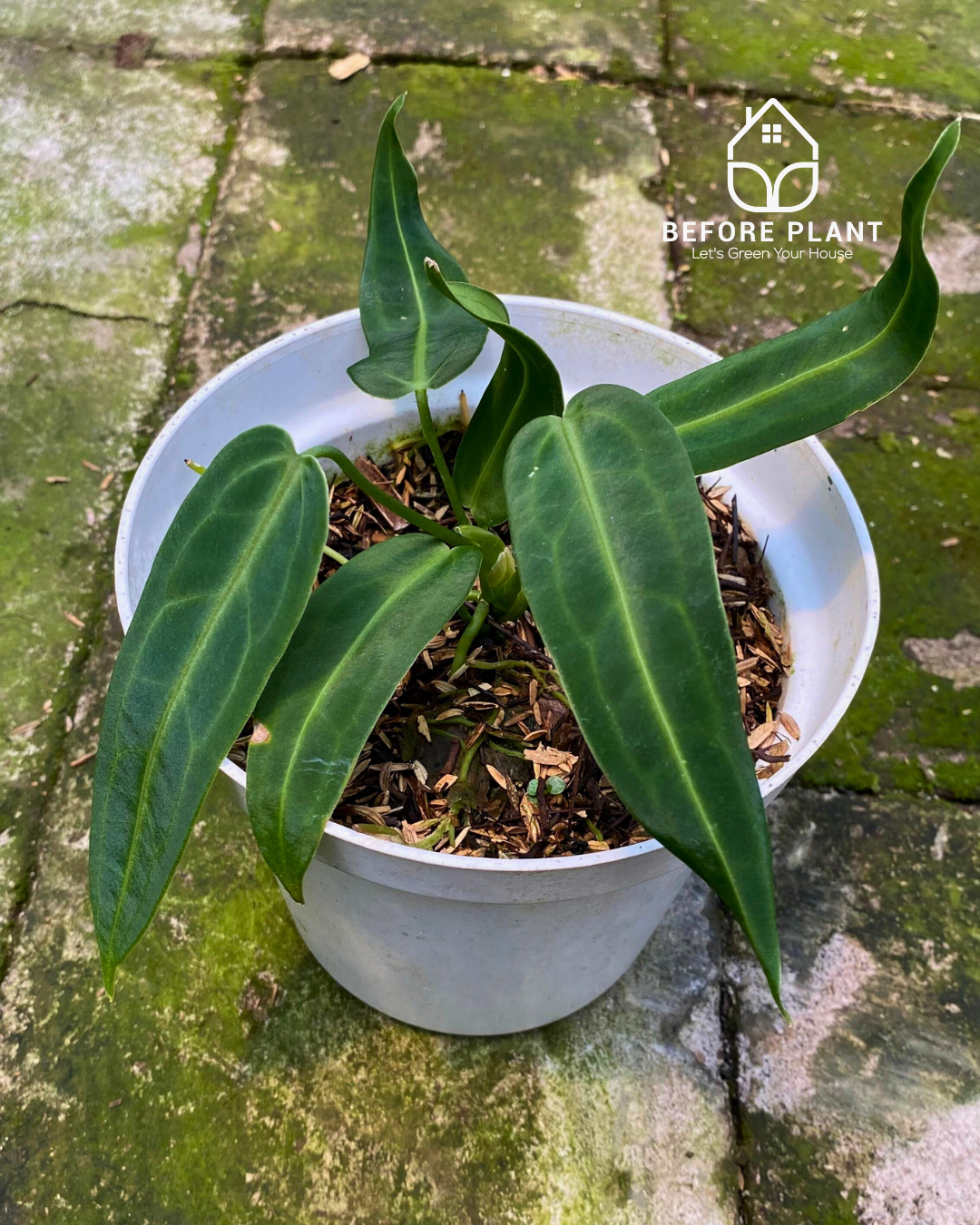 Anthurium Warocqueanum