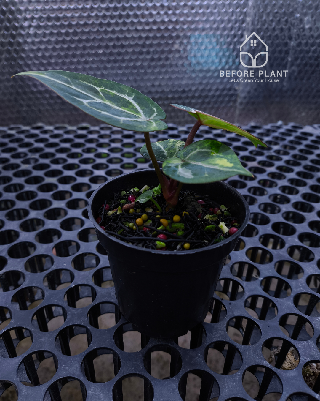 Anthurium Michelle x Silver Blush KOS/HU