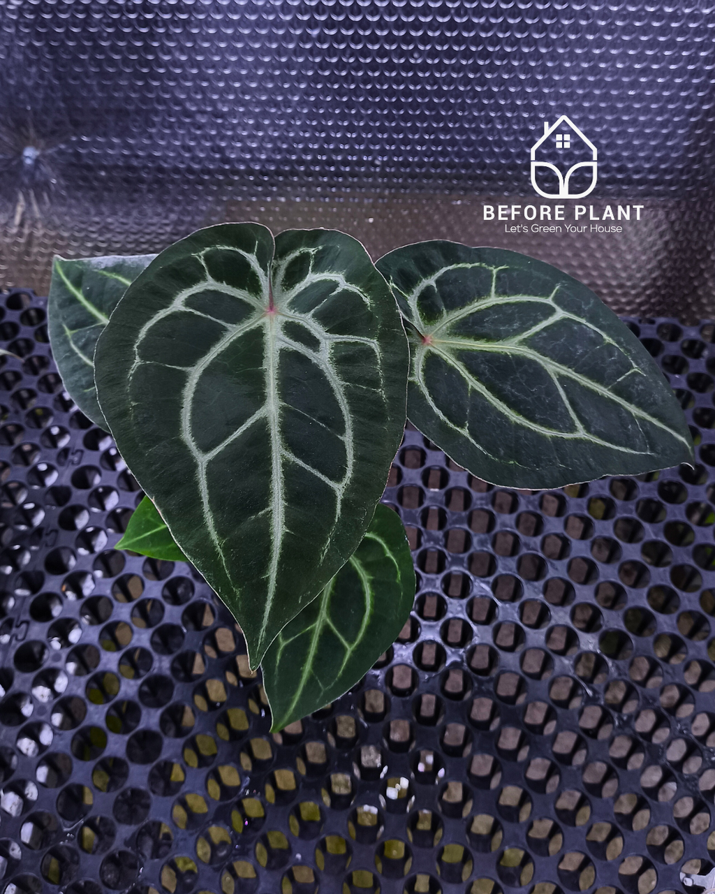 Anthurium Panglima x King Of Spades ( KOS/HU )