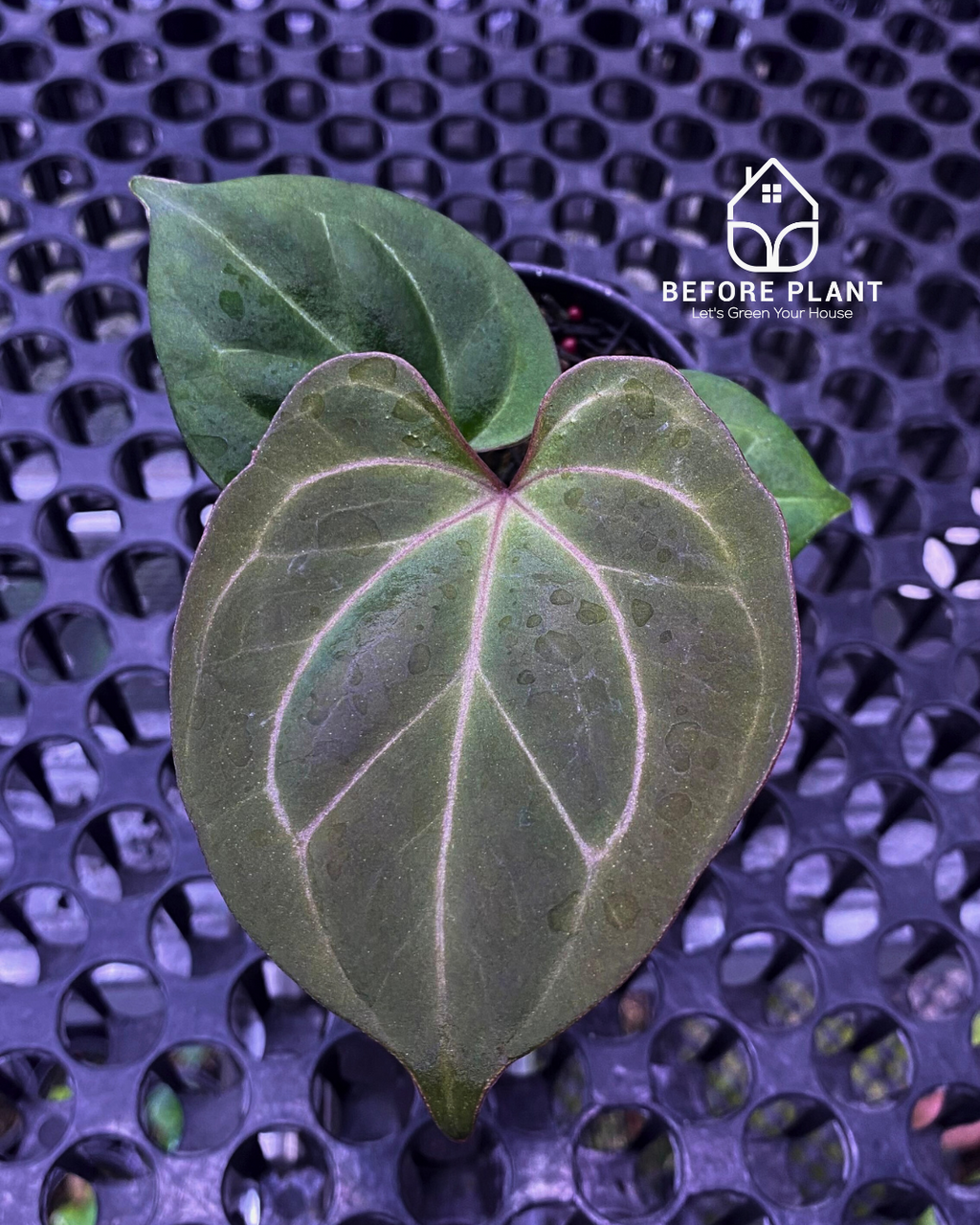 Anthurium King of Spades (HU) Seedling
