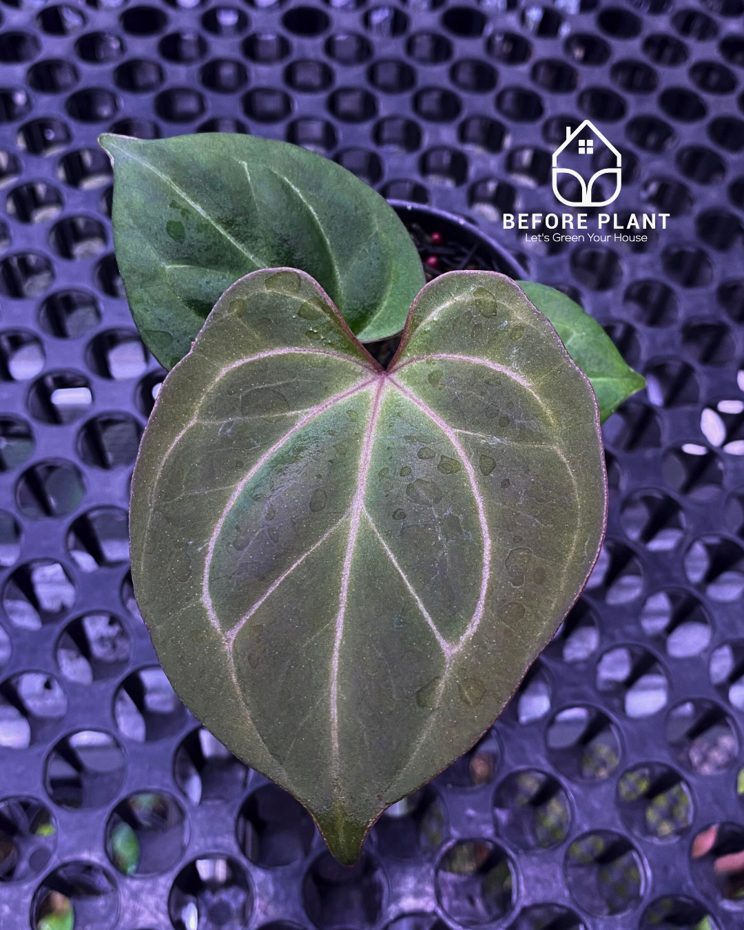 Anthurium King of Spades (HU) Seedling