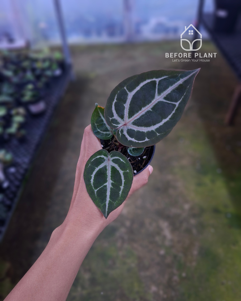 Anthurium Indigo x Red Tiger