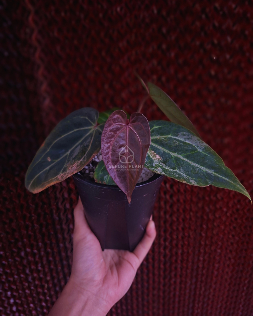Anthurium Black Venom x Angela Black Widow ( Variegated Form )