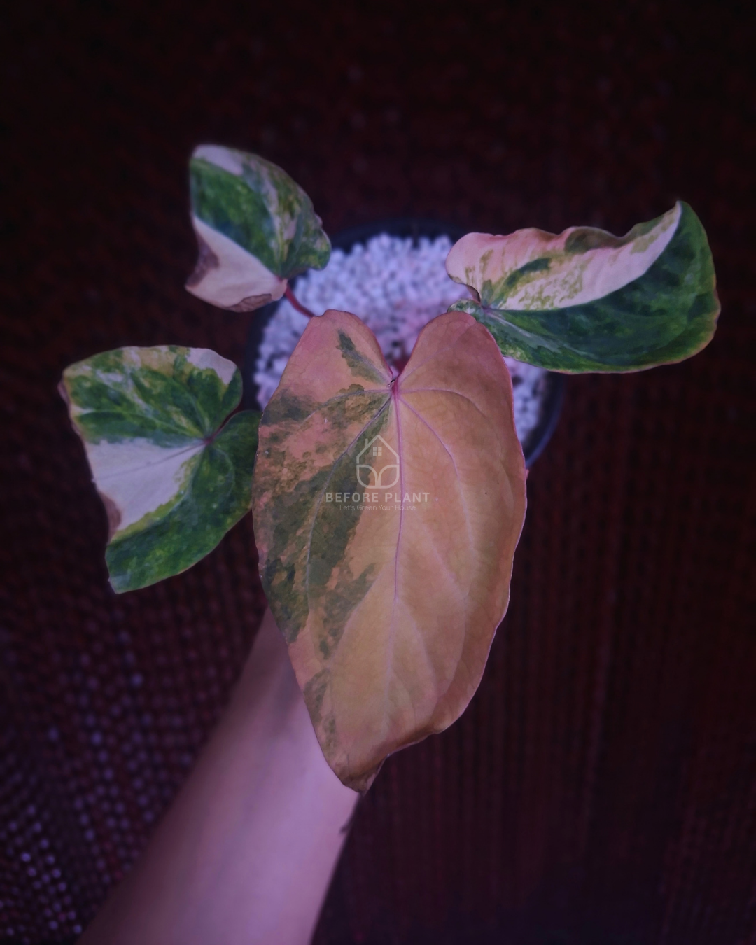 Anthurium Papi Pink x Red Crystal