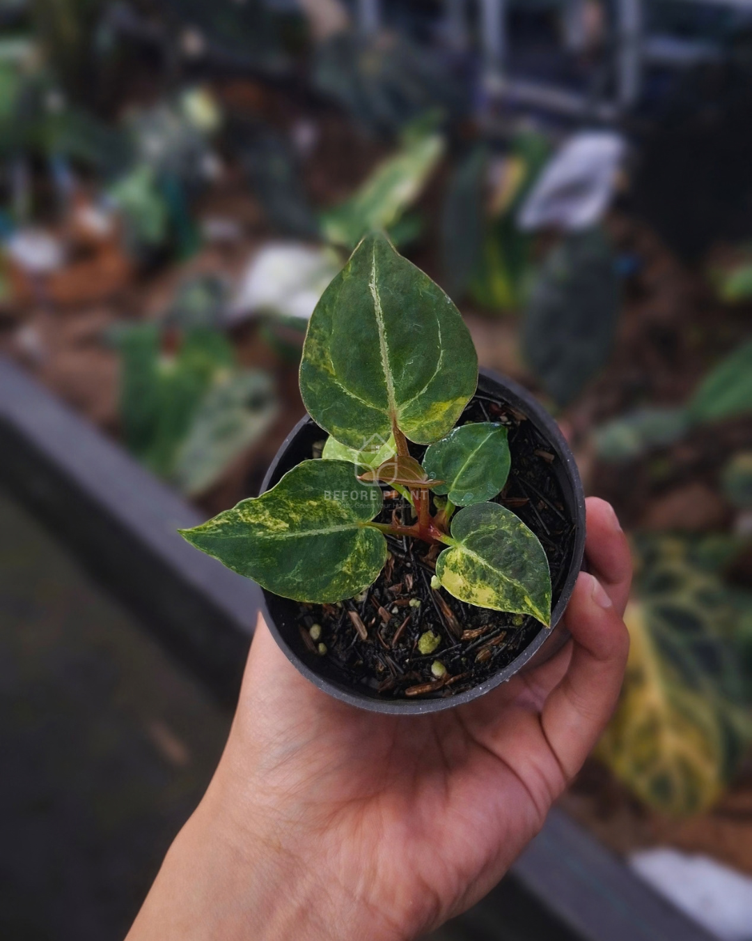 Anthurium Papi Var AOS Tezula x Michelle Variegated