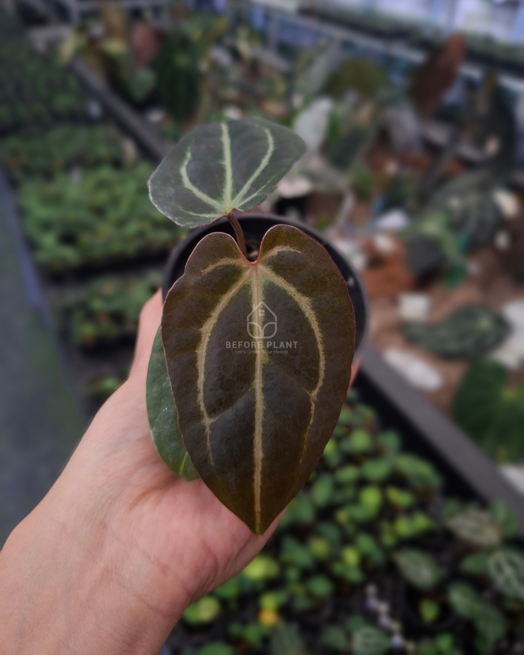 Anthurium Black Venom x RVC Michelle ( Standard form )