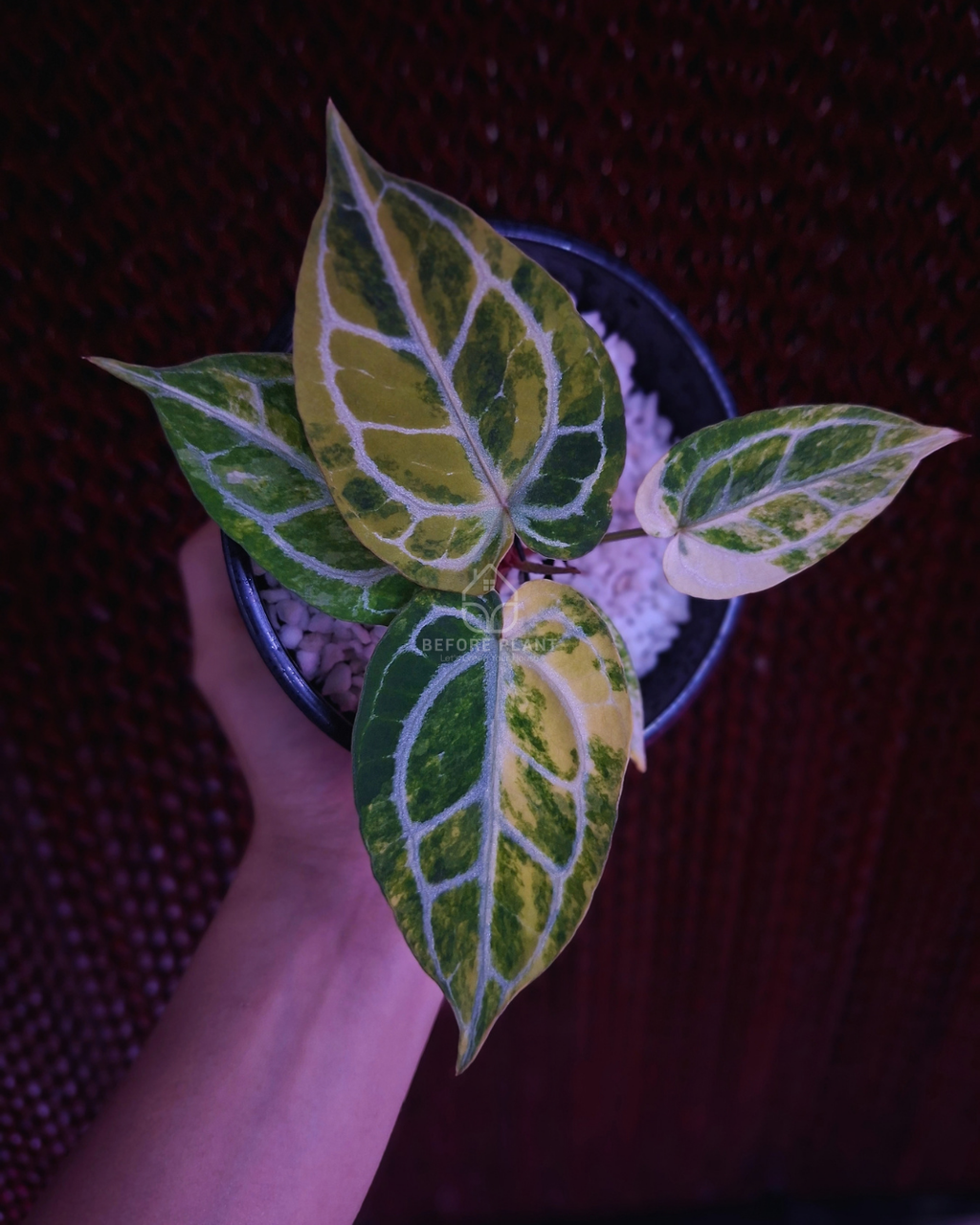 Anthurium Red Space x Mojang Geulis