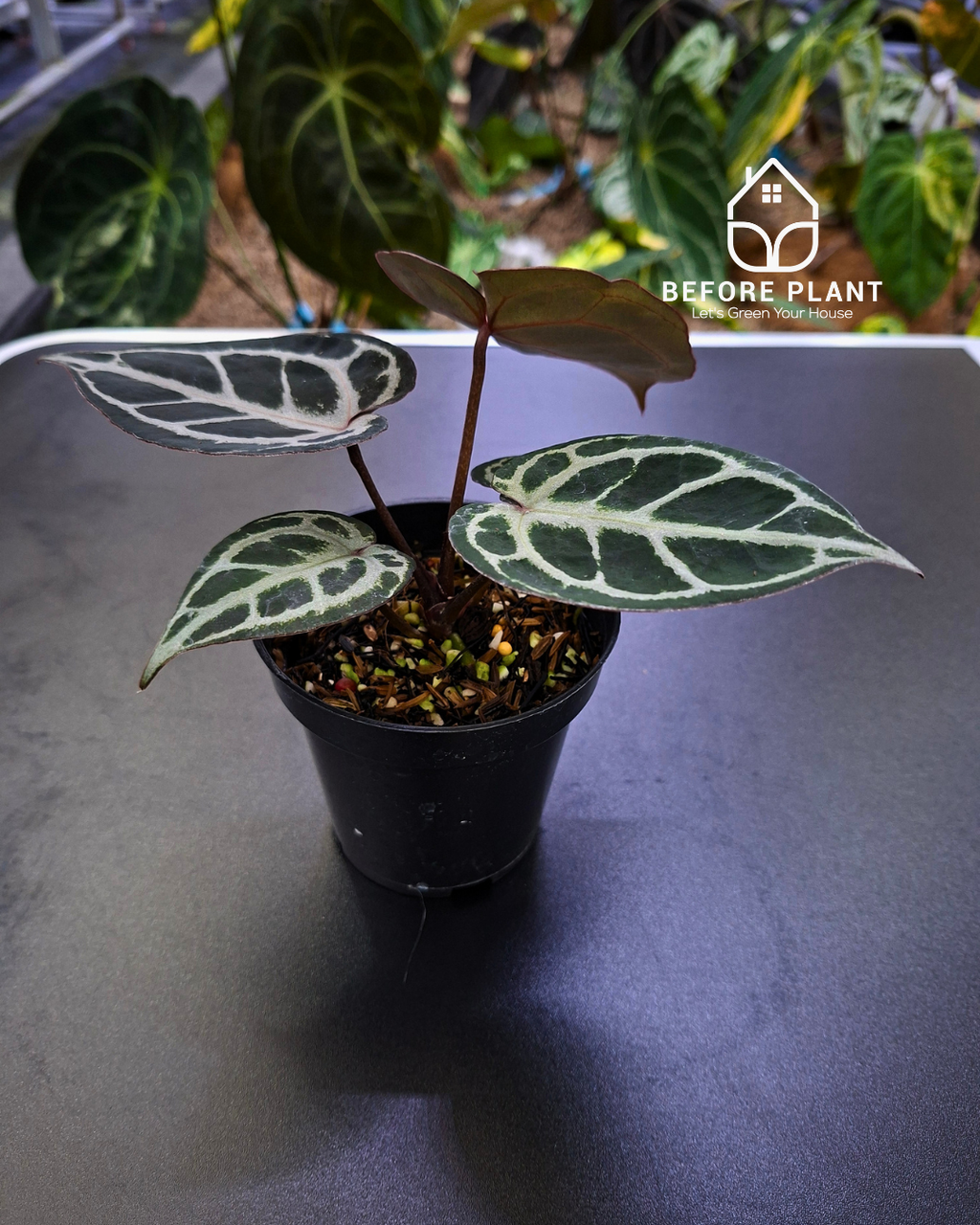 Anthurium Purple Tiger