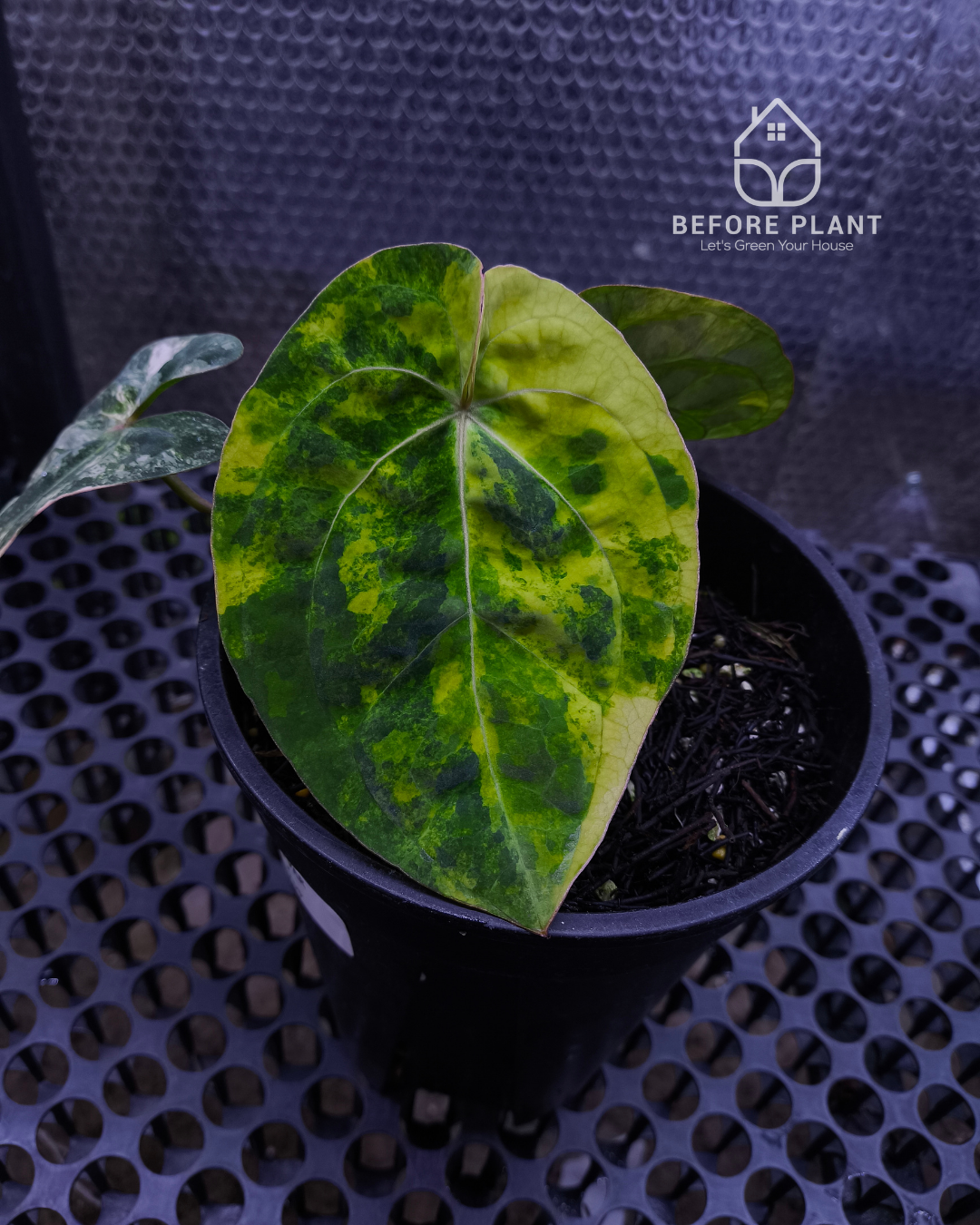Anthurium Papillilaminum Variegated x Red Vein Dark Phoenix (RVDP)