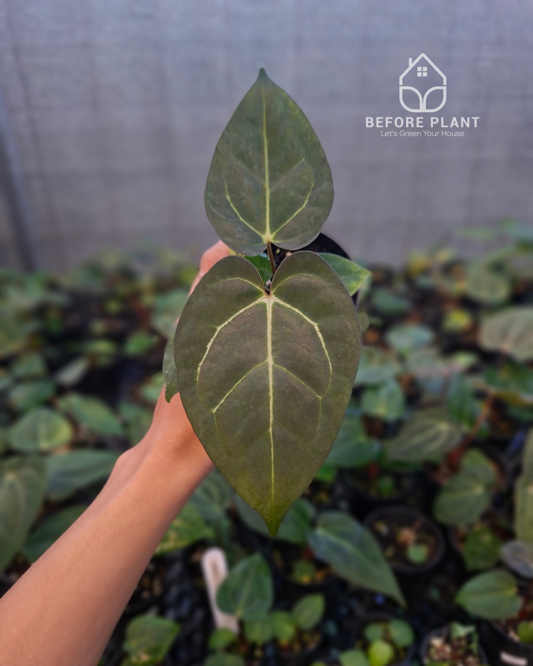 Anthurium Carla x Golden Sunrise RVDP