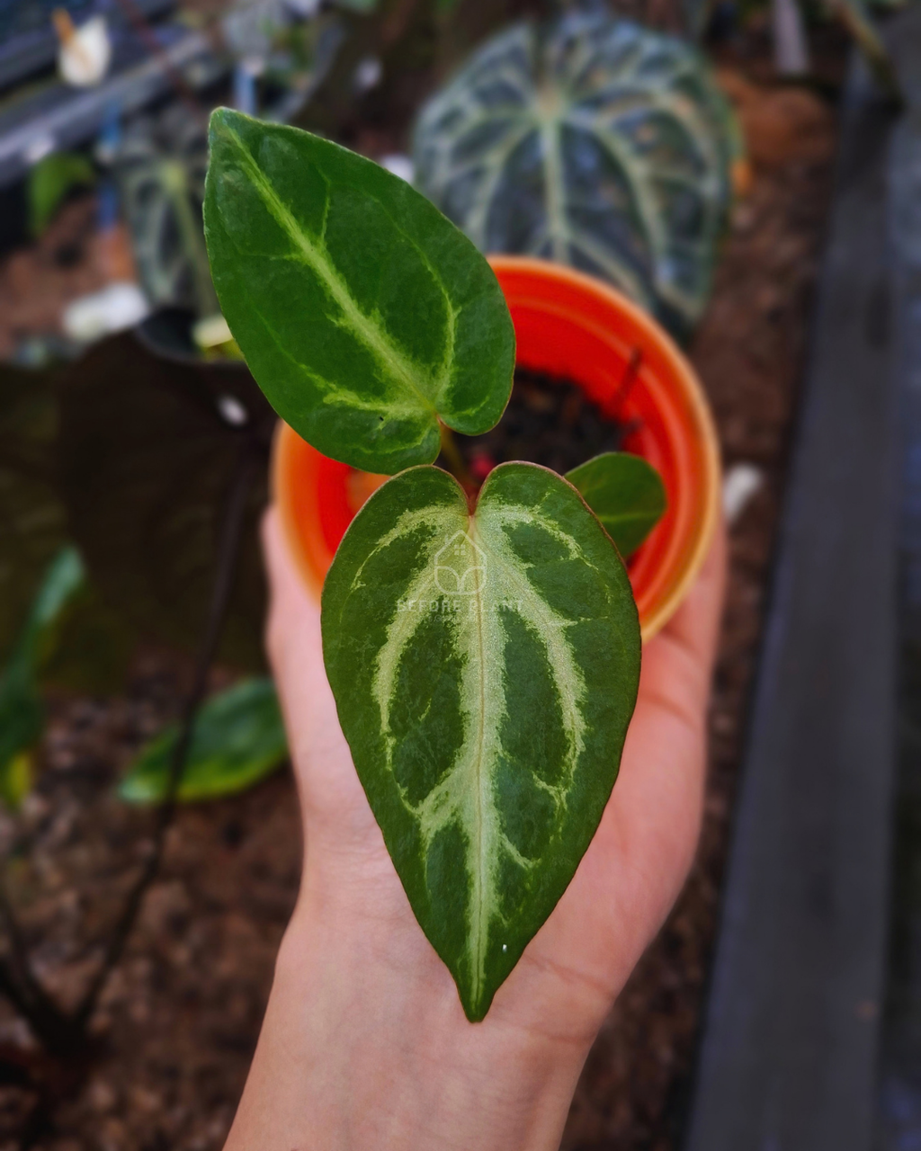 Anthurium Indigo x Panglima