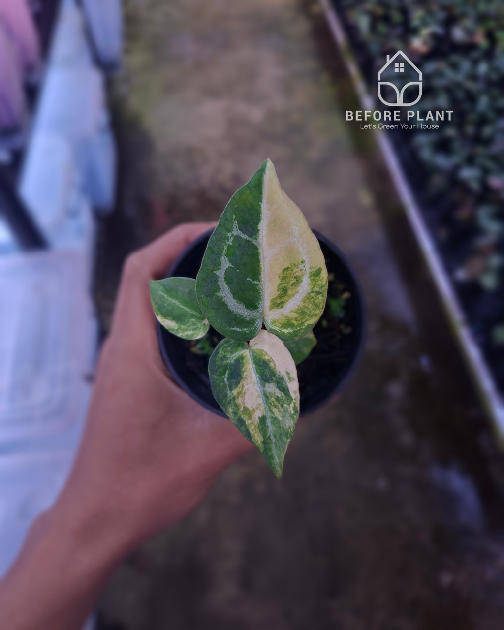 Anthurium Papillilaminum Variegated x Michelle