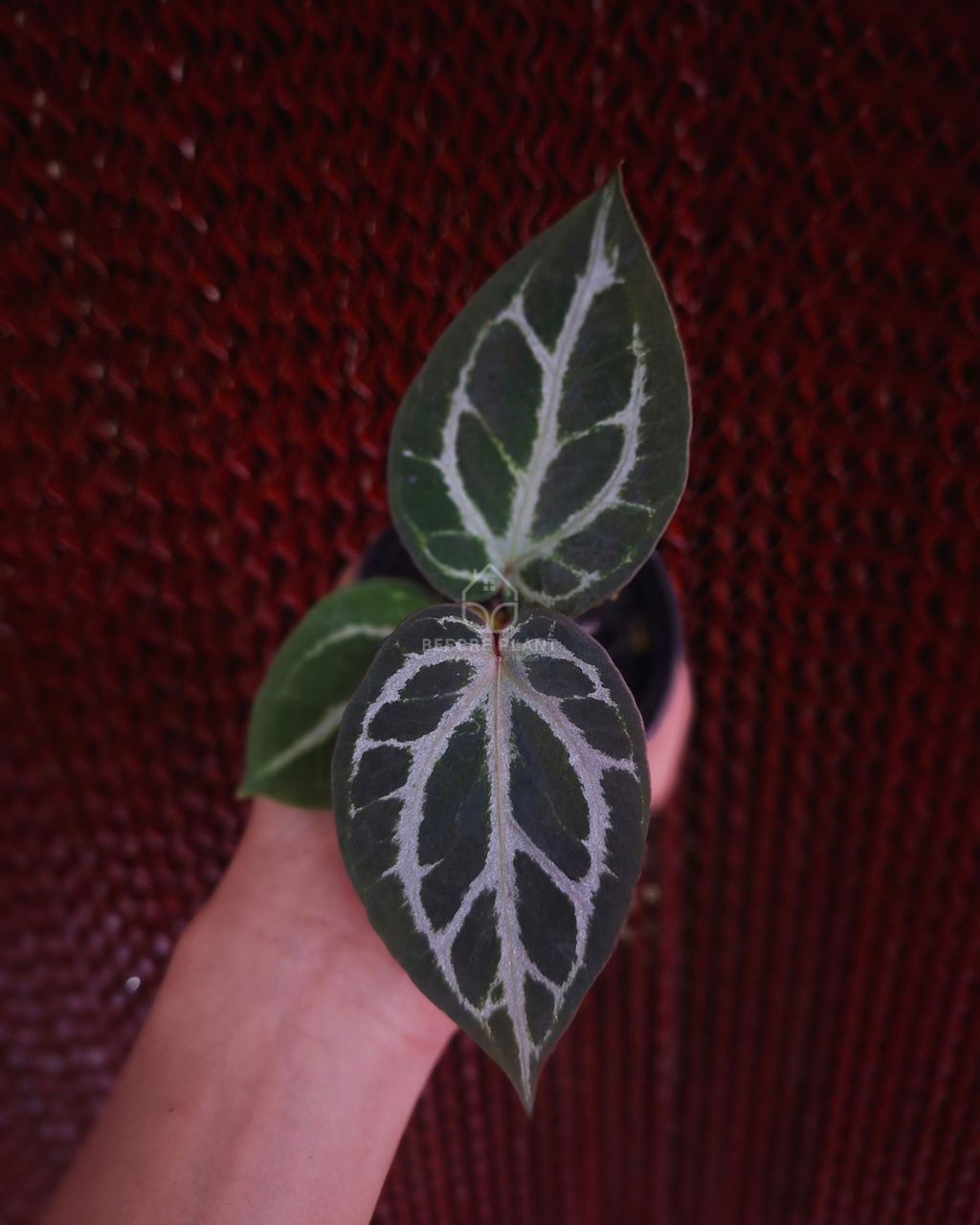 Anthurium Silver Butterfly x Michelle