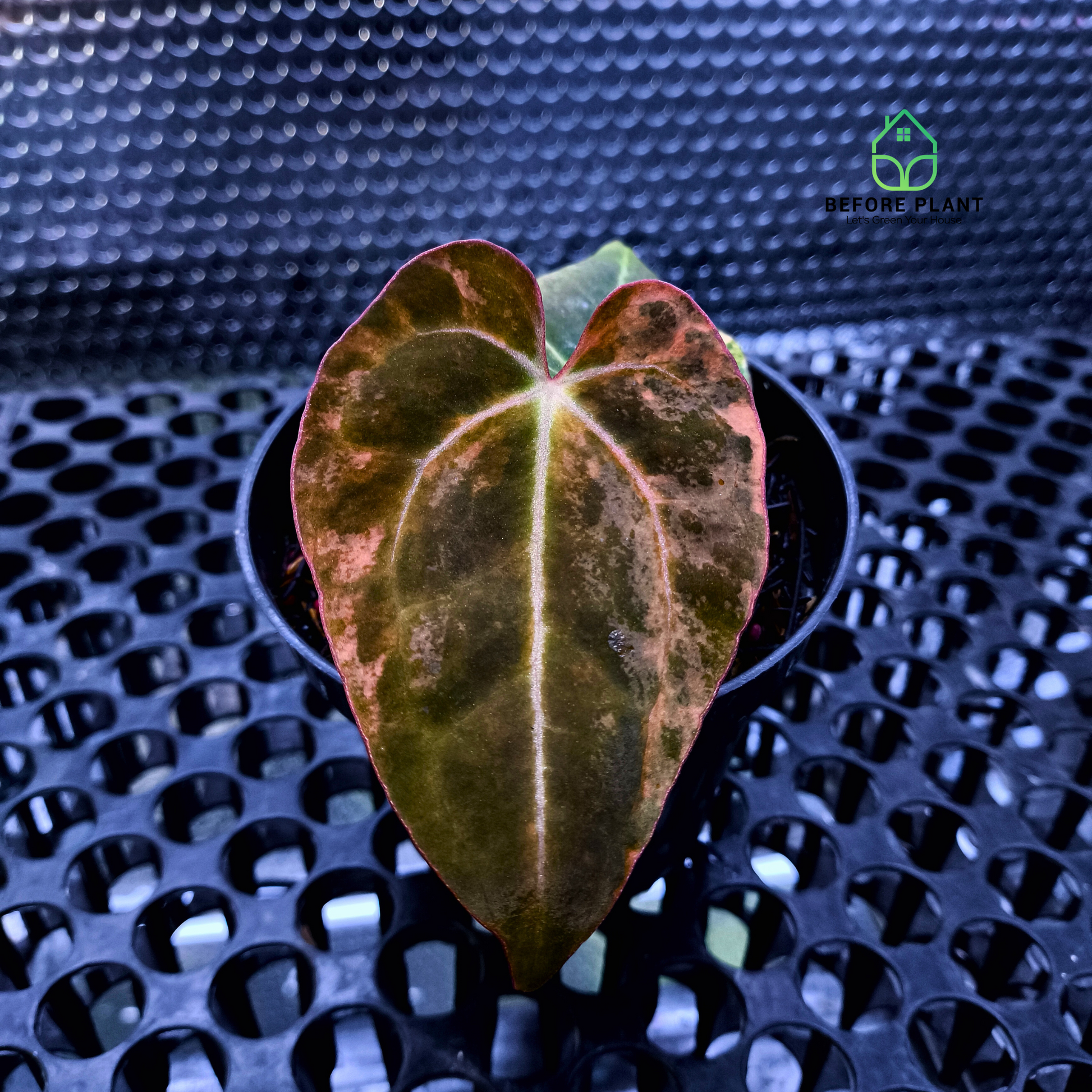 Anthurium Black Venom