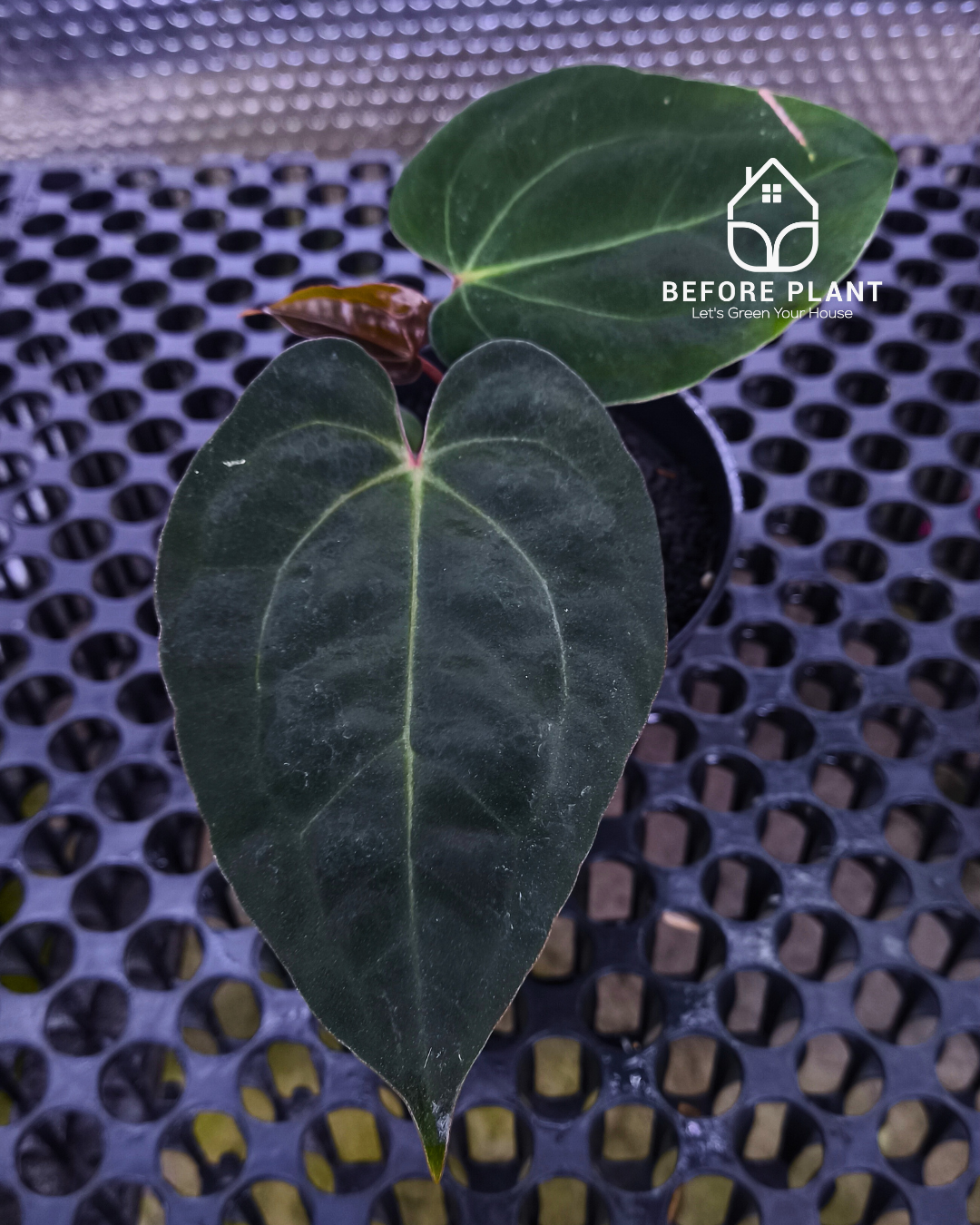 Anthurium Night Queen X Red Crystallinum