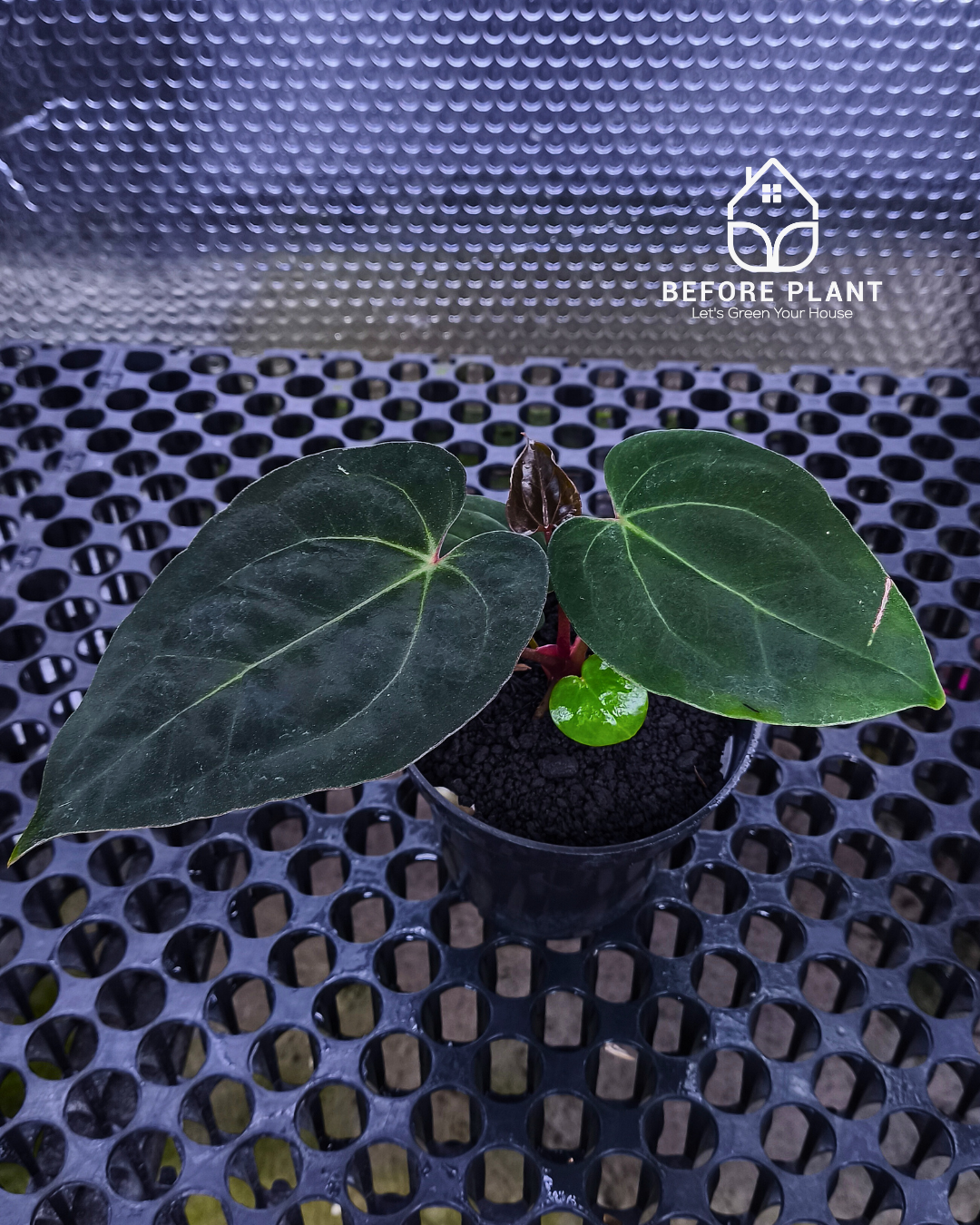 Anthurium Night Queen X Red Crystallinum