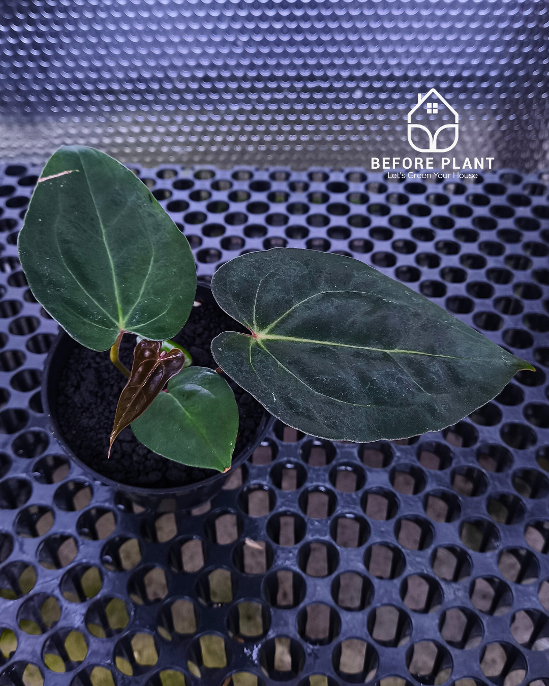 Anthurium Night Queen X Red Crystallinum