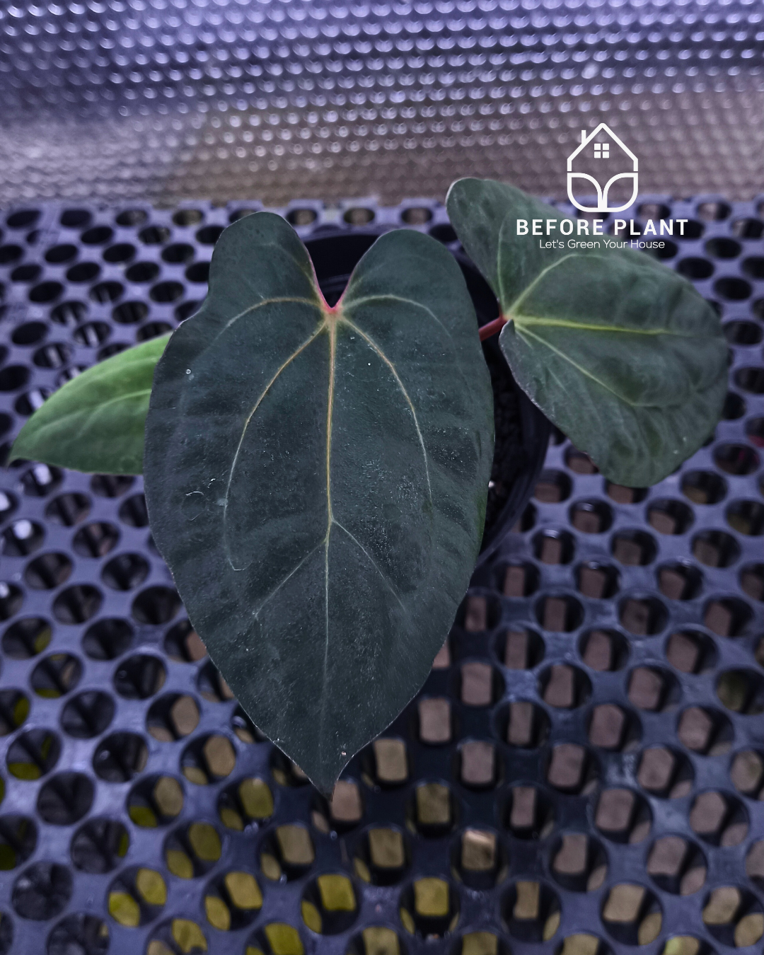 Anthurium Night Queen X Red Crystallinum