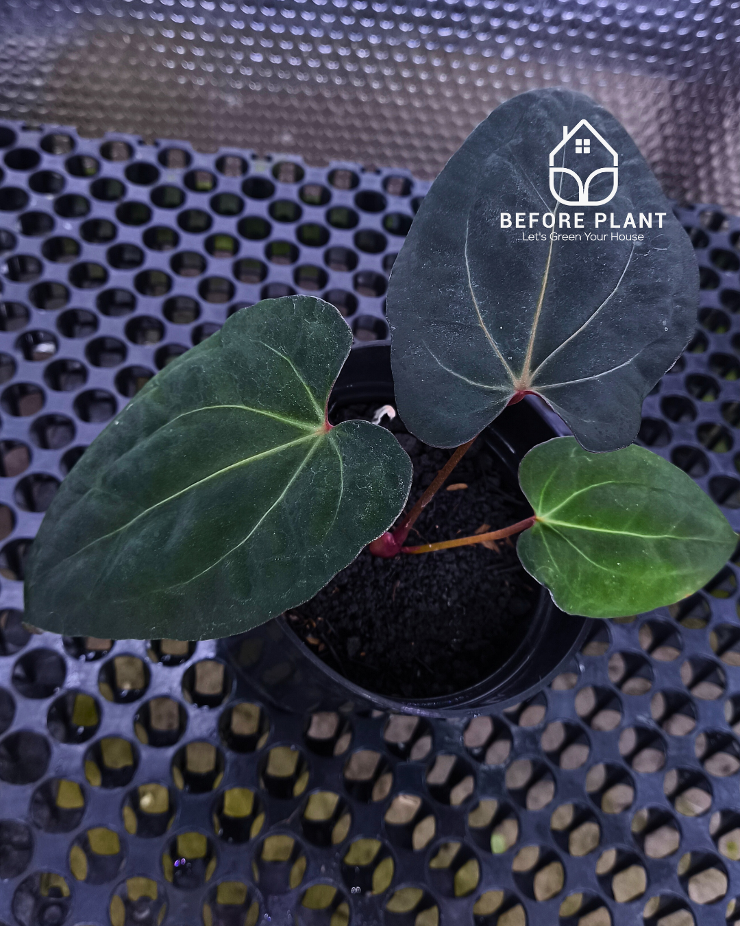 Anthurium Night Queen X Red Crystallinum