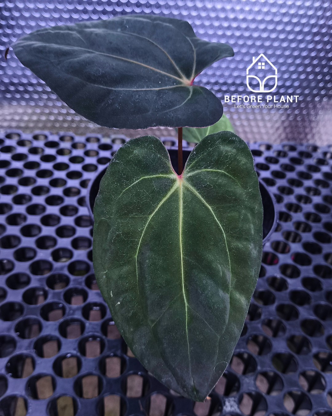 Anthurium Night Queen X Red Crystallinum