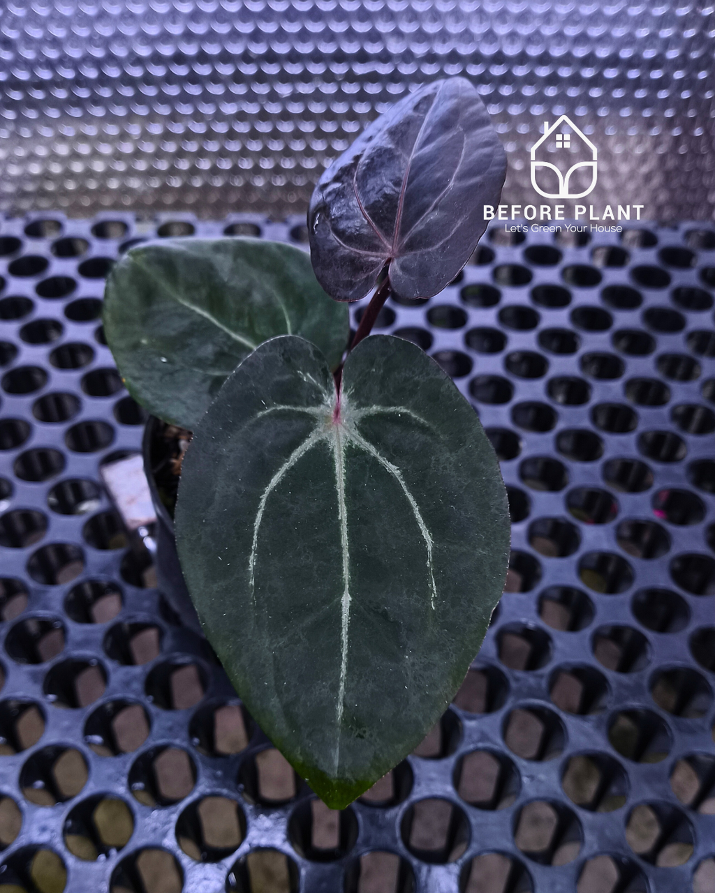 Anthurium Black Muscle x Tortoise Grey