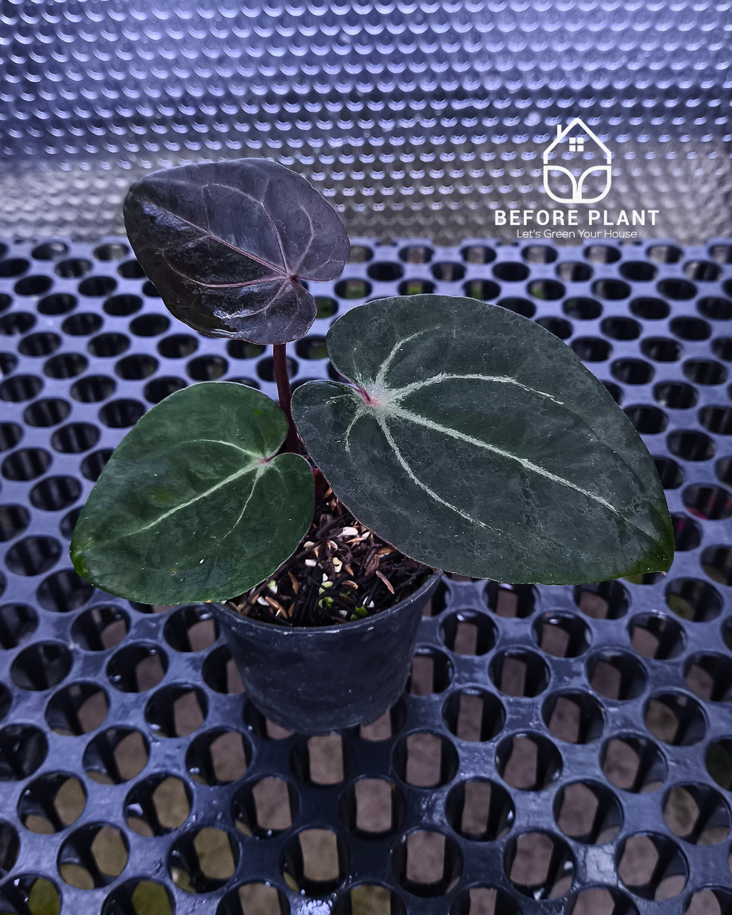 Anthurium Black Muscle x Tortoise Grey