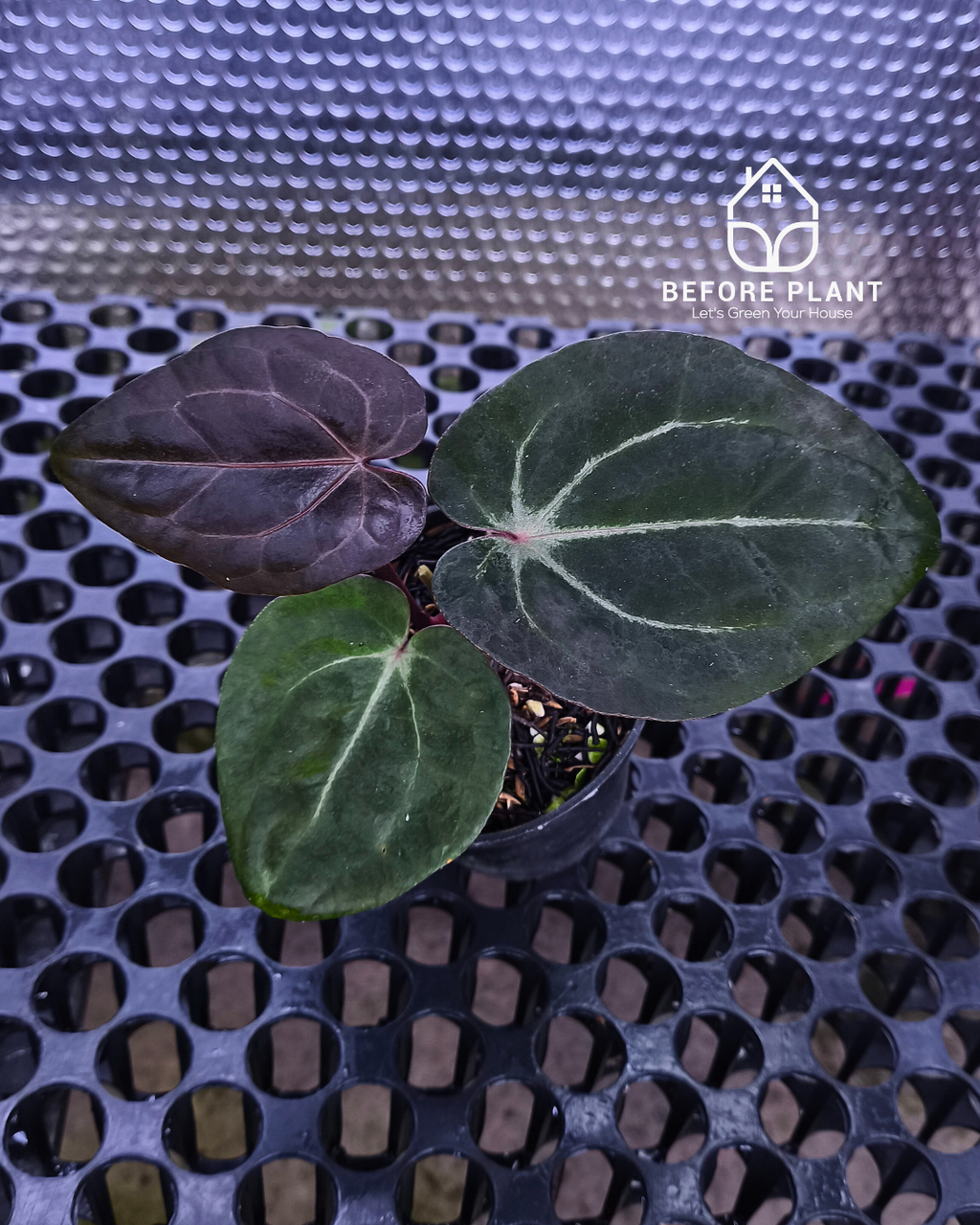 Anthurium Black Muscle x Tortoise Grey