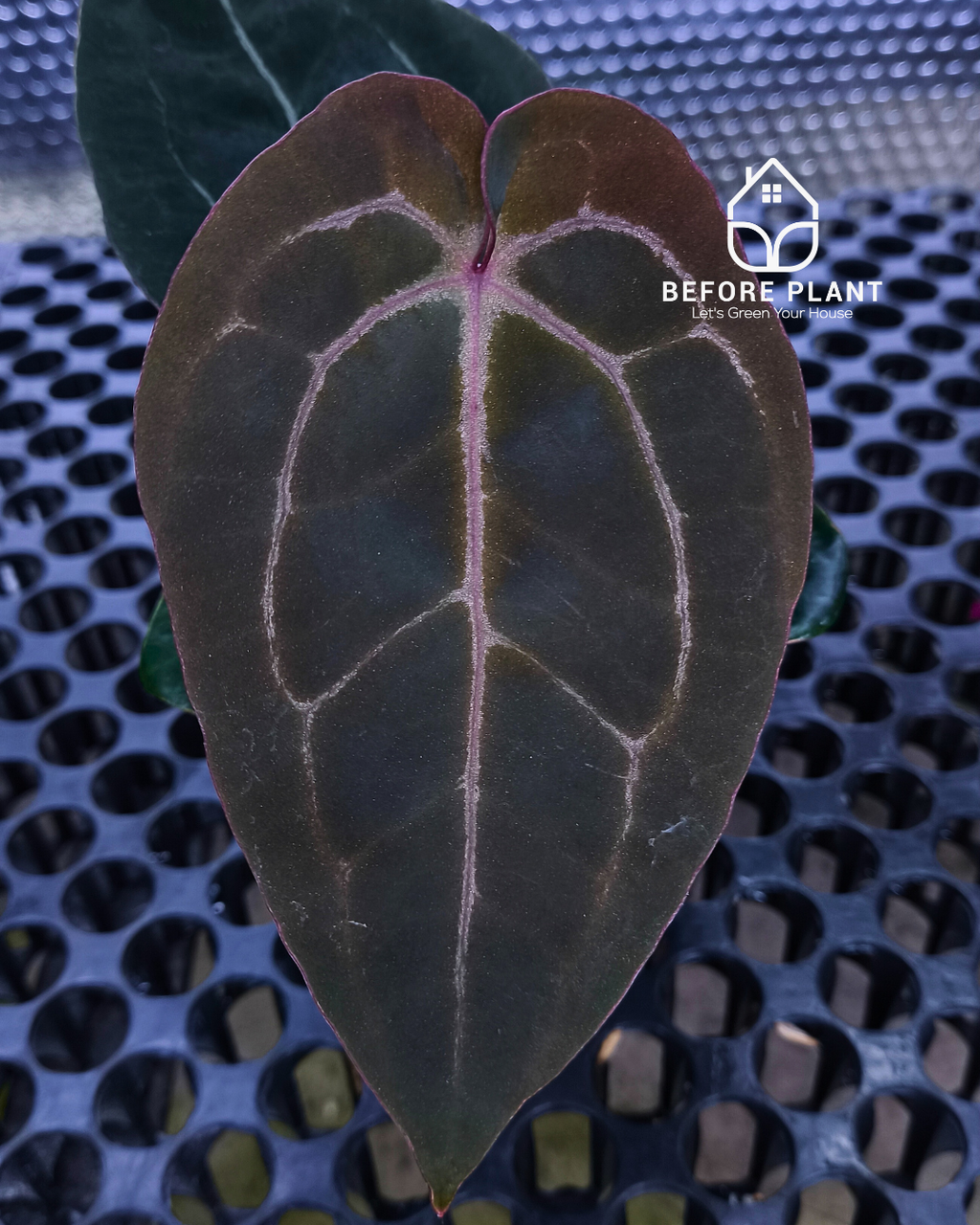 Anthurium Black Muscle x Tortoise Grey