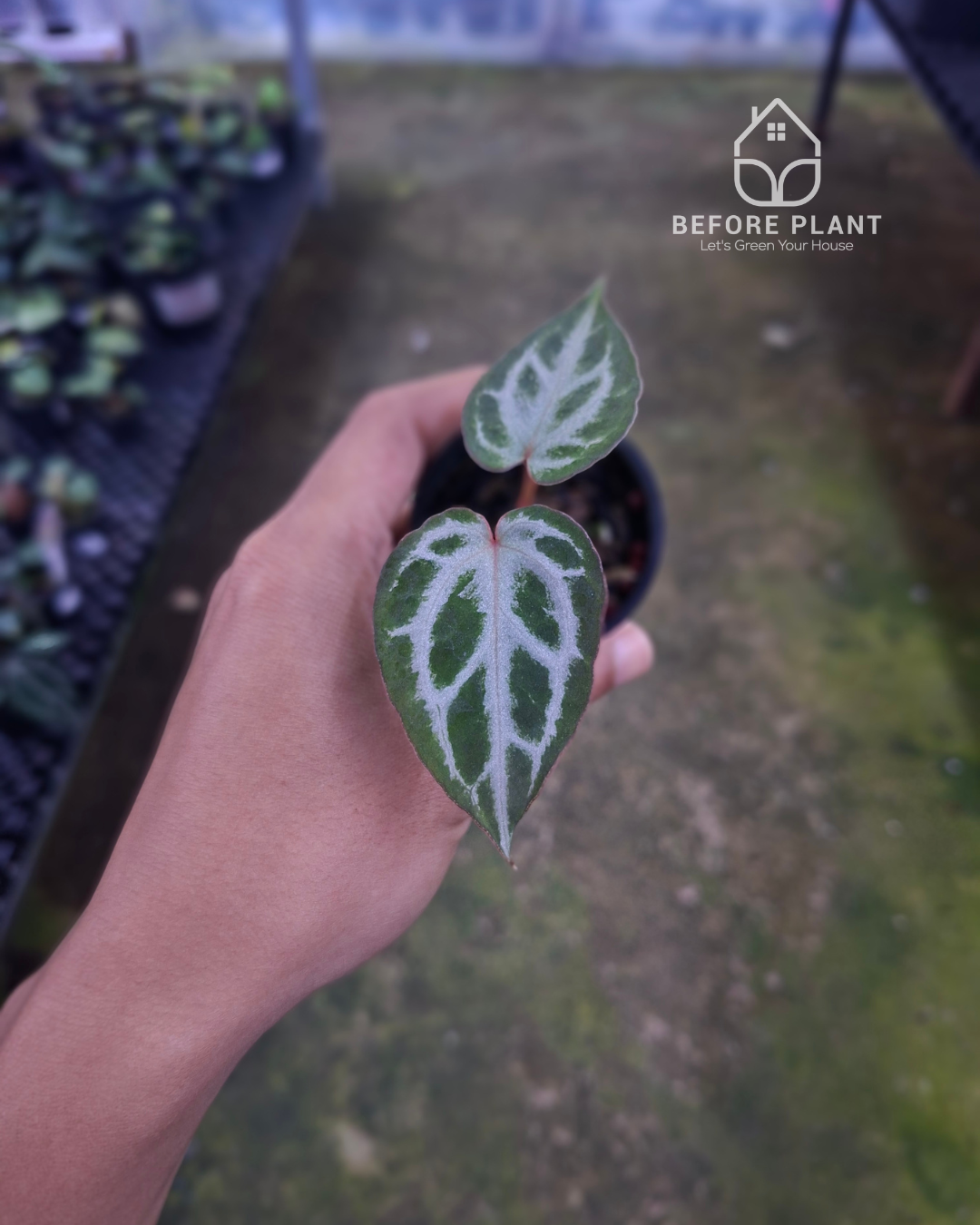 Anthurium Michelle x Silver Blush KOS/HU