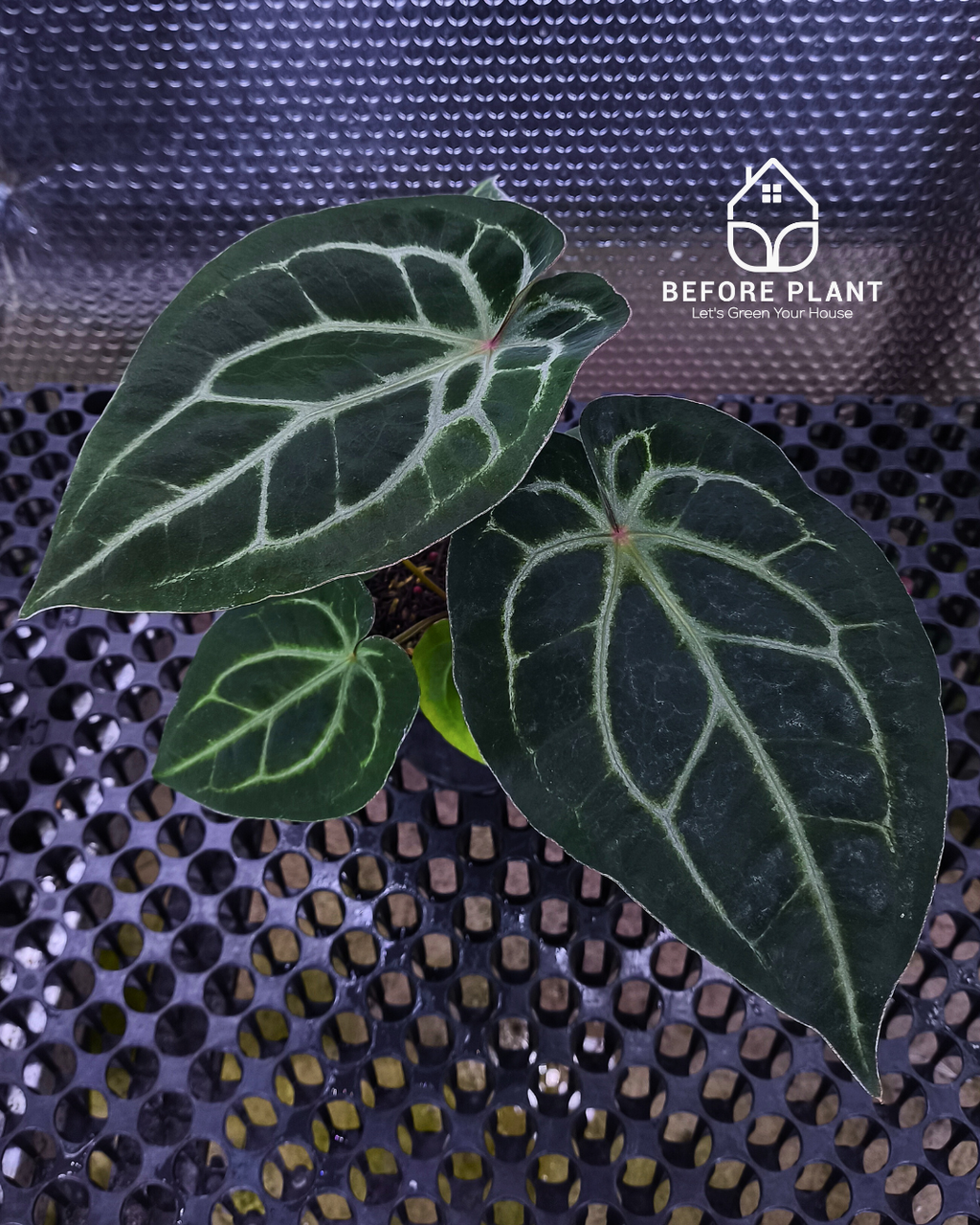 Anthurium Panglima x King Of Spades ( KOS/HU )