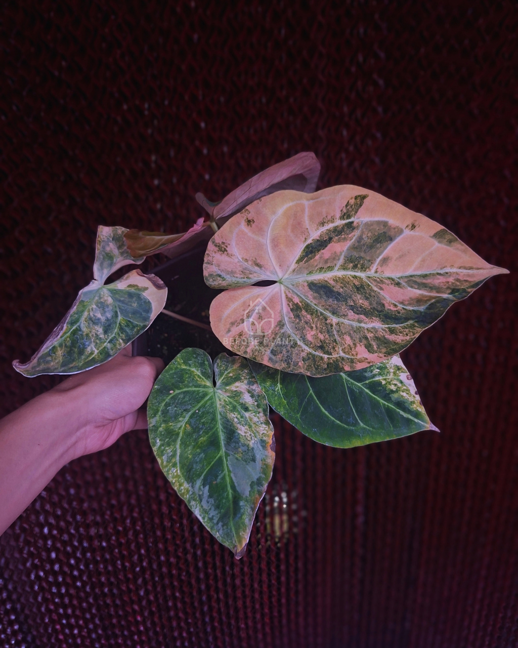 Anthurium Papi Pink x Blue Papi
