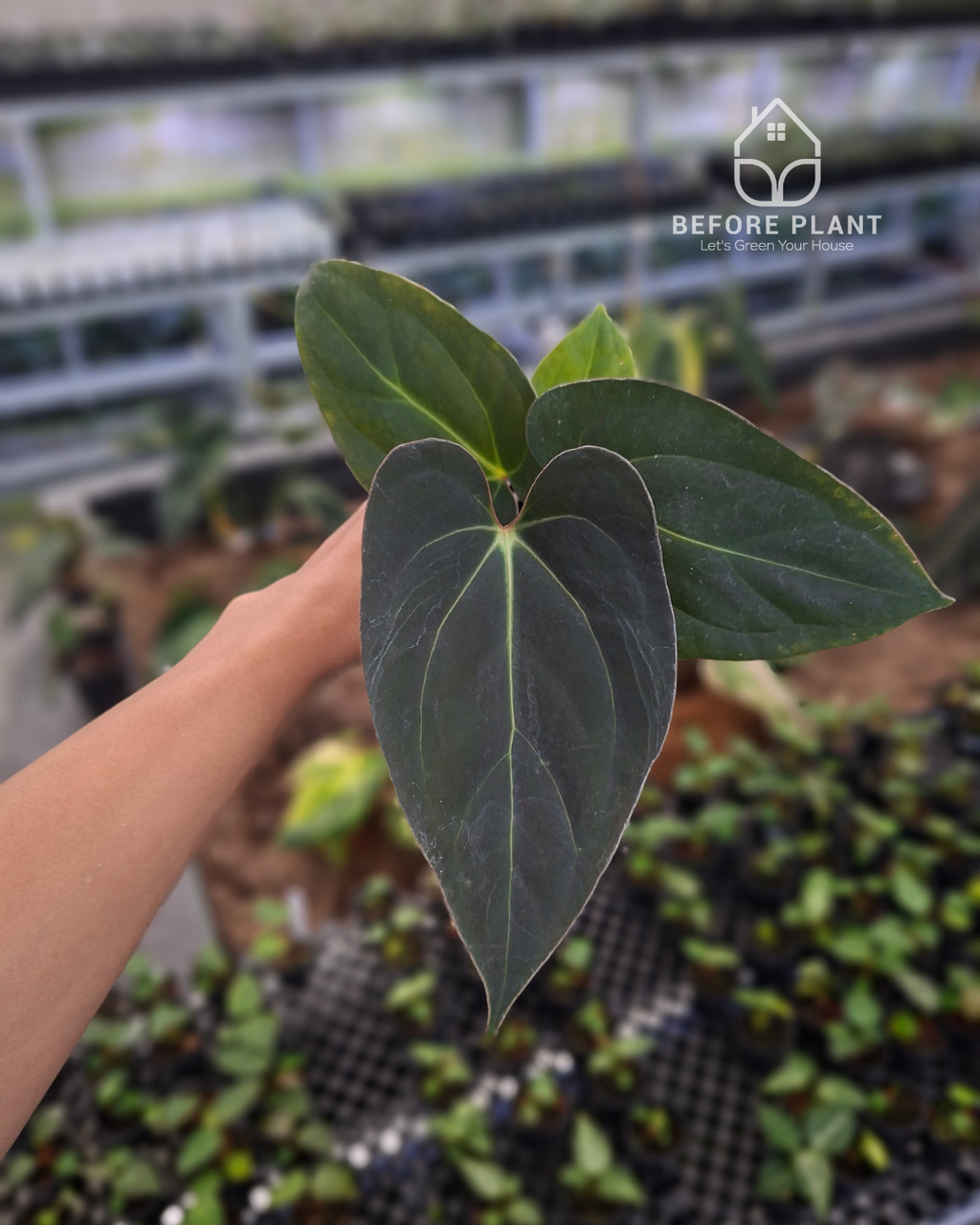 Anthurium Carla Blackiae x Portillae