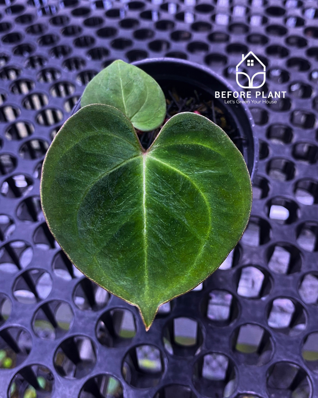 Anthurium King of Spades (HU) Seedling
