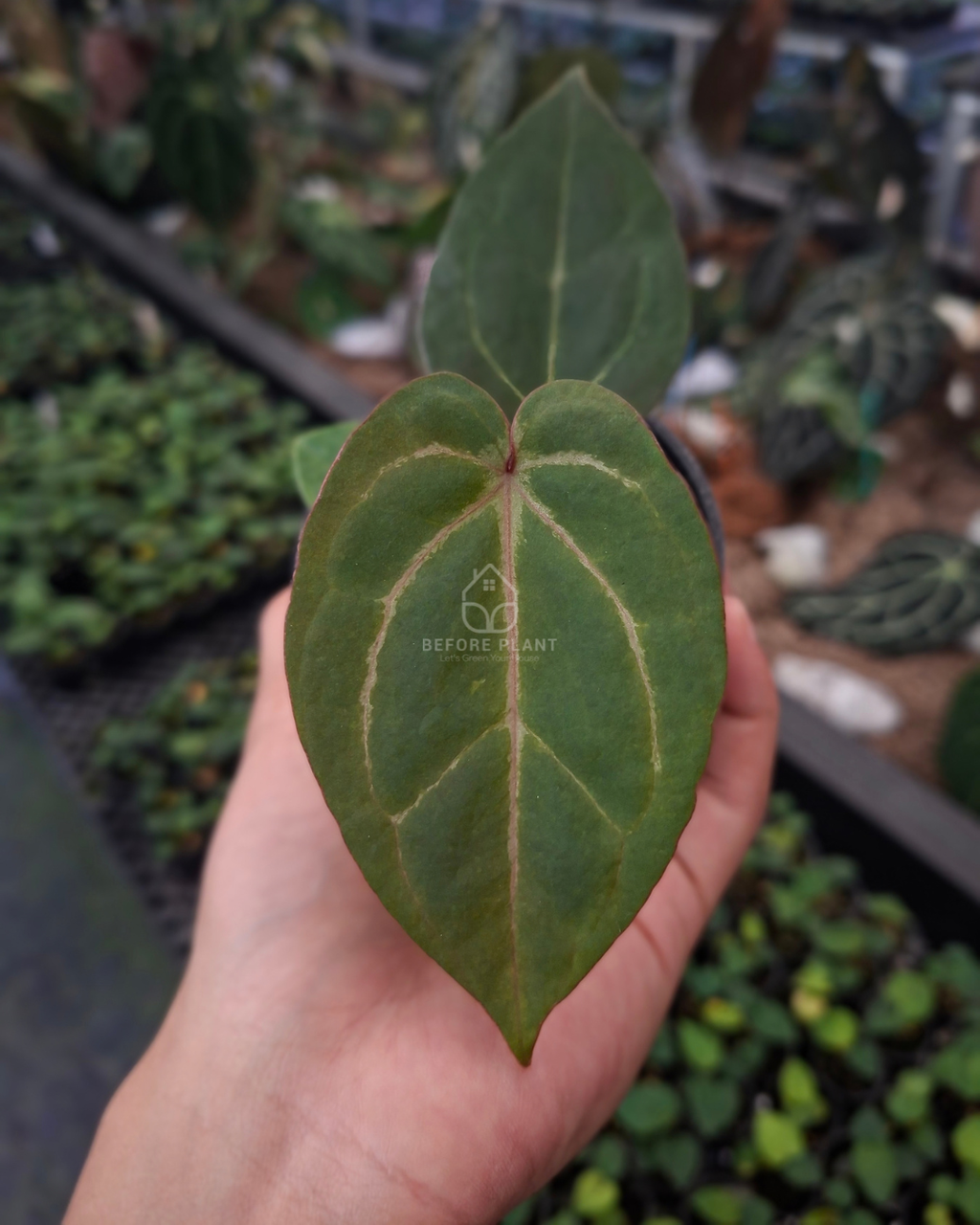Anthurium Blood of Blue x Michelle Variegated