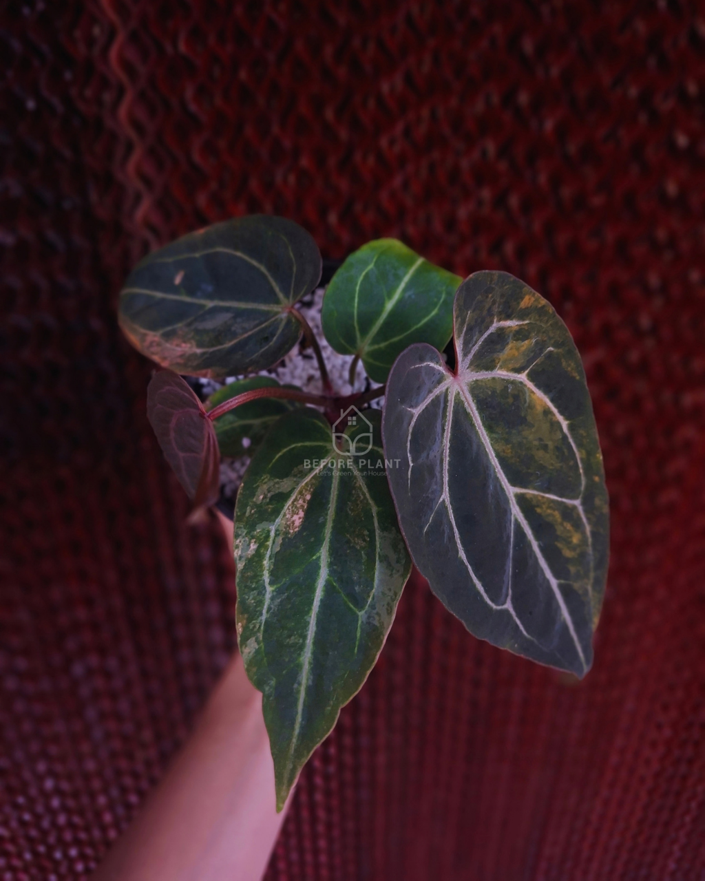 Anthurium Black Venom x Angela Black Widow ( Variegated Form )