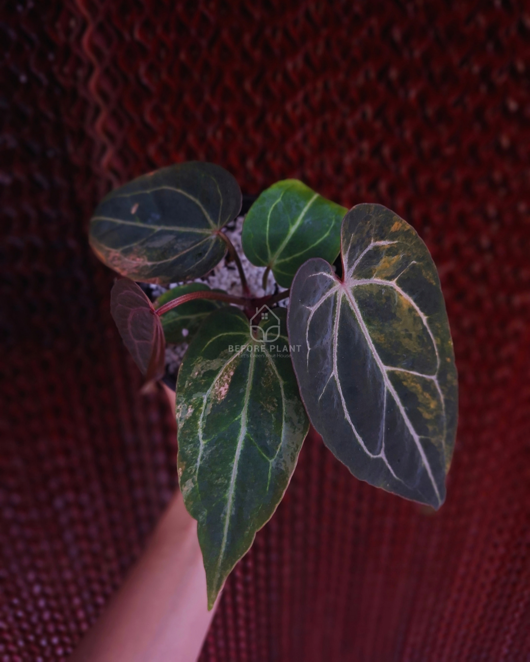 Anthurium Black Venom x Angela Black Widow ( Variegated Form )