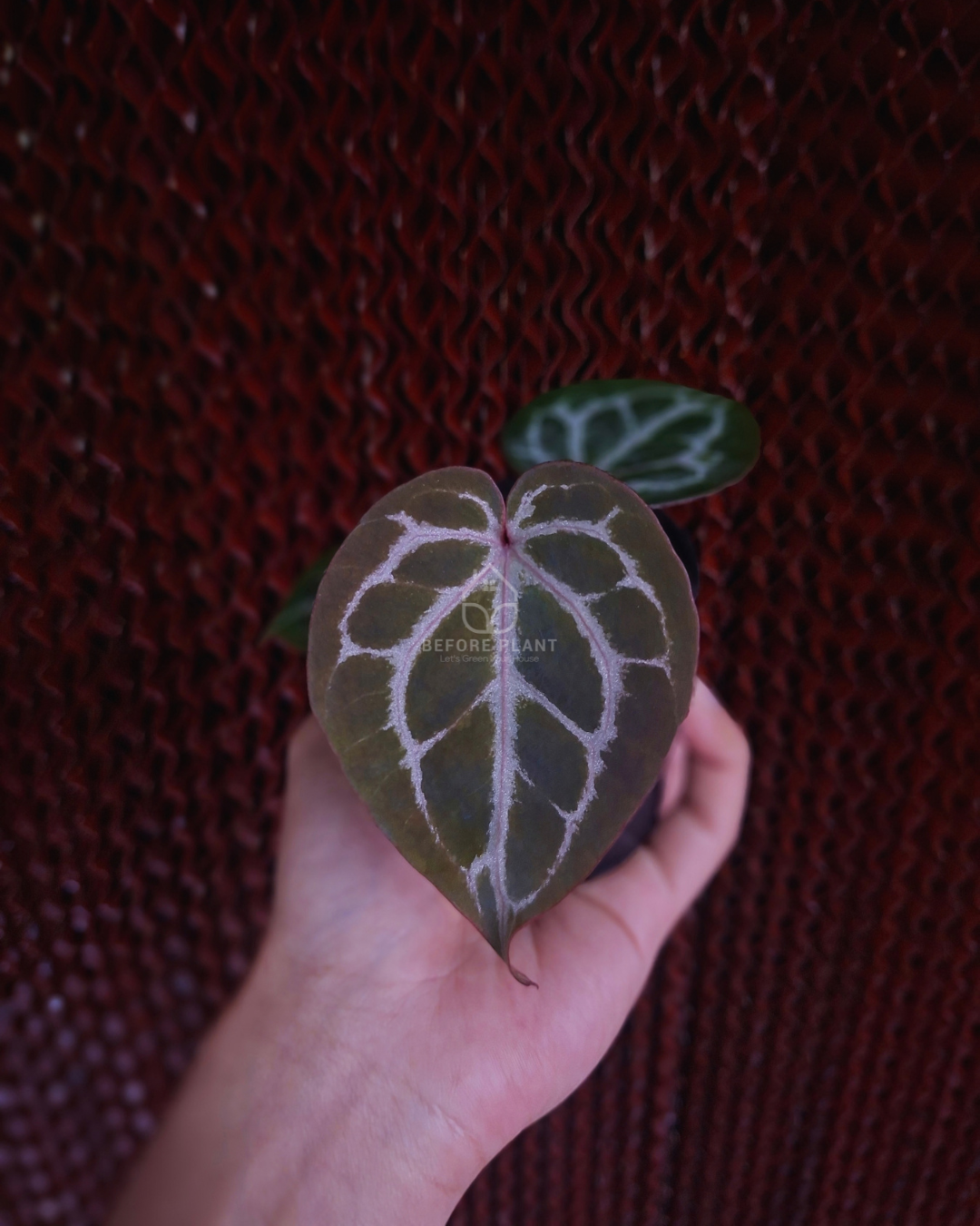 Anthurium Michelle x Silver Blush KOS ( Standard Form )